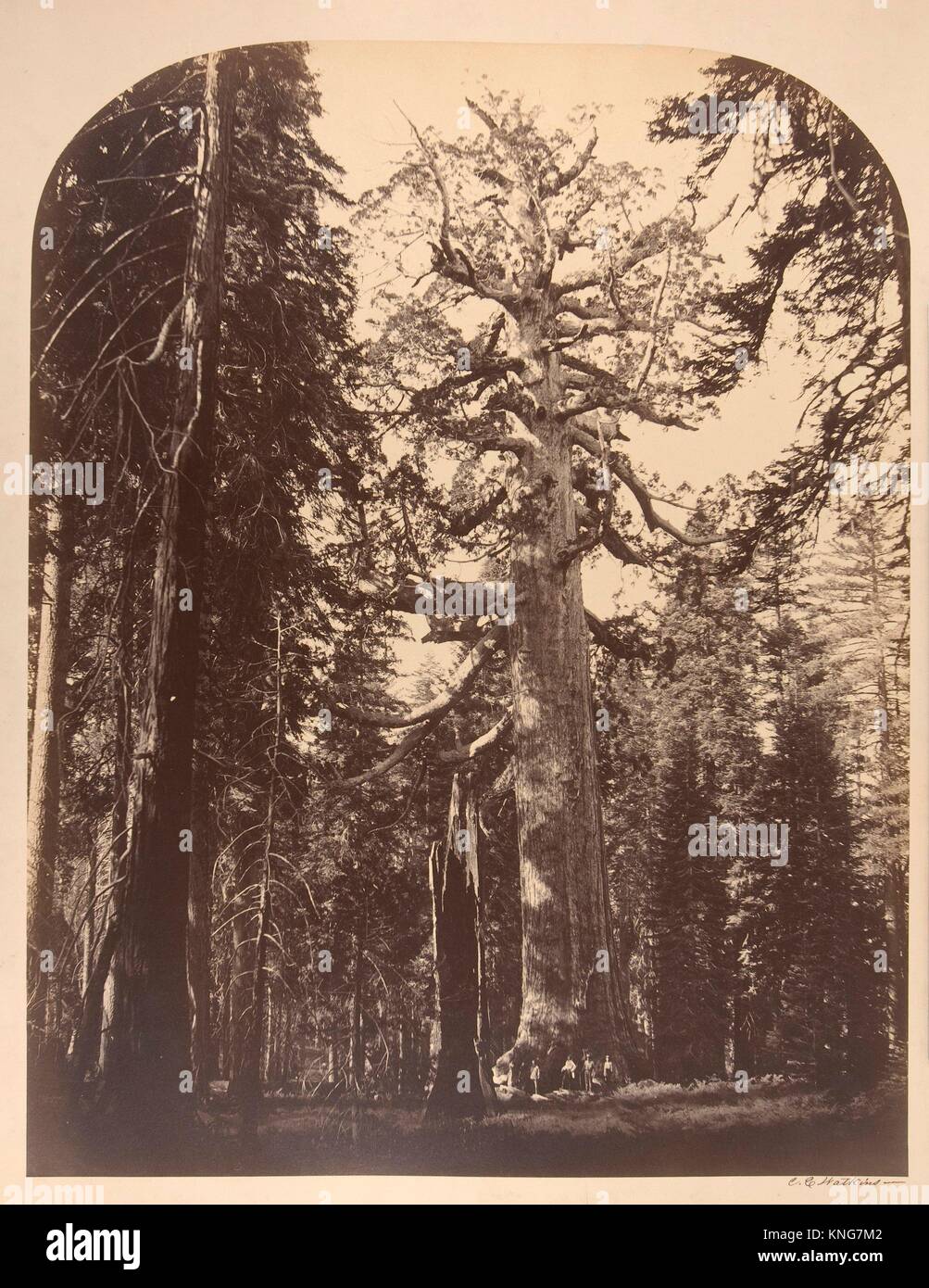 Die Grausigen Riesen, Mariposa Grove, Yosemite. Artist: Carleton E. Watkins (American, 1829-1916); Datum: 1861; Medium: Eiweiß silber Drucken aus Glas Stockfoto