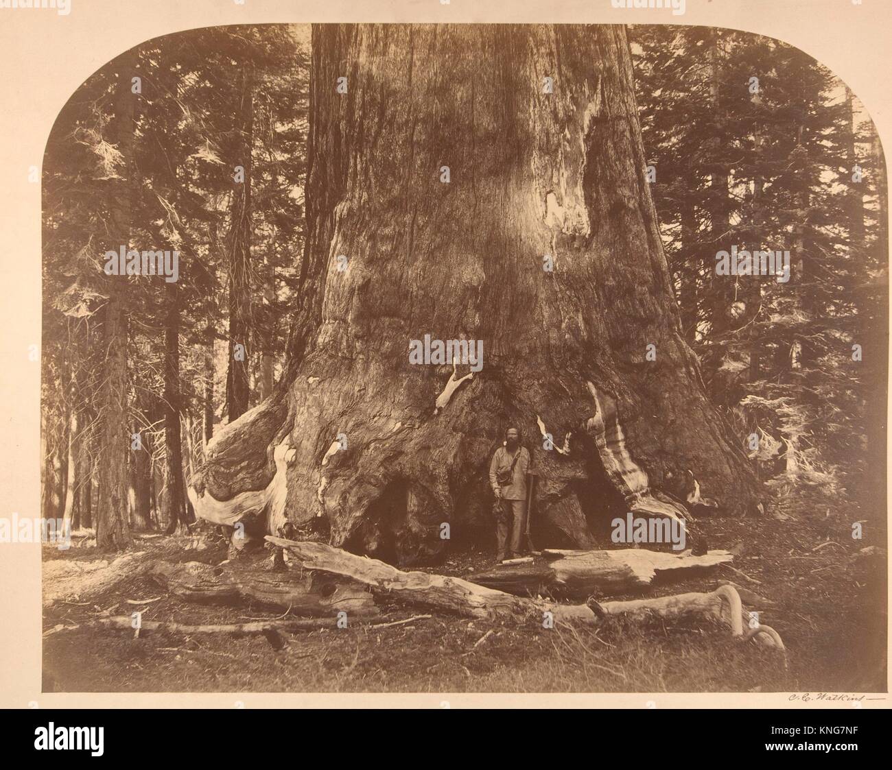Abschnitt der Grisly Riese, Mariposa Grove. Artist: Carleton E. Watkins (American, 1829-1916); Datum: 1861; Medium: Eiweiß silber Drucken aus Glas Stockfoto