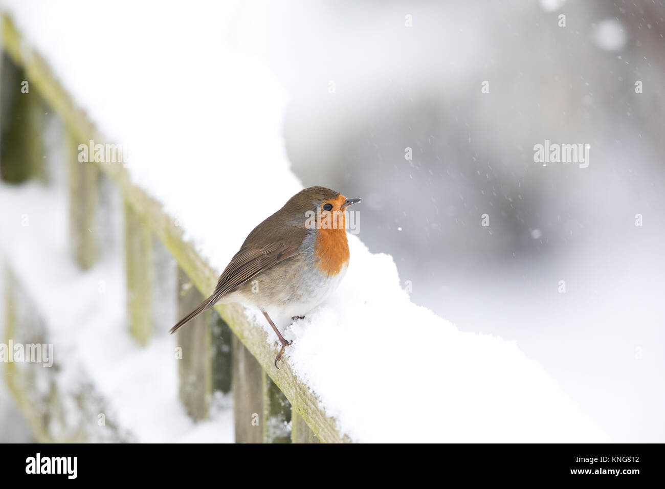 Europäische Robin, (Erithacus Rubecula), im Schnee, Mid Wales, Großbritannien 2017 Stockfoto