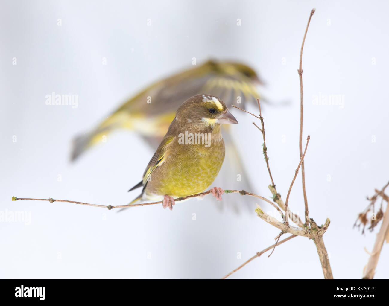 Grünfink (Carduelis chloris), im Schnee. Shropshire Grenzen. 2017 Stockfoto