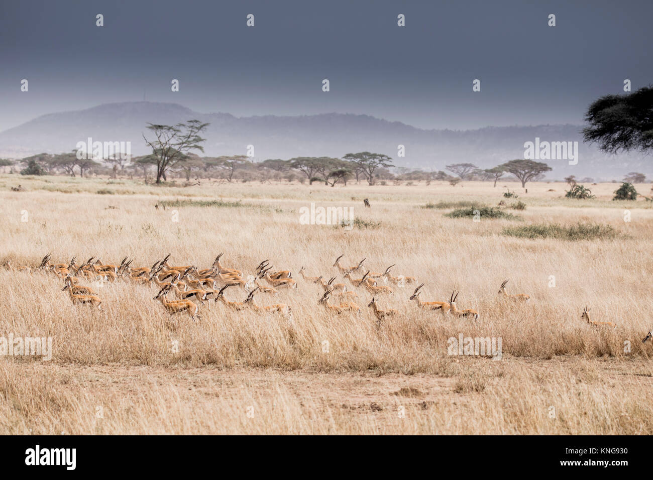 Hohe Betrachtungswinkel der Gazellen, die auf Feld in der Serengeti National Park Stockfoto