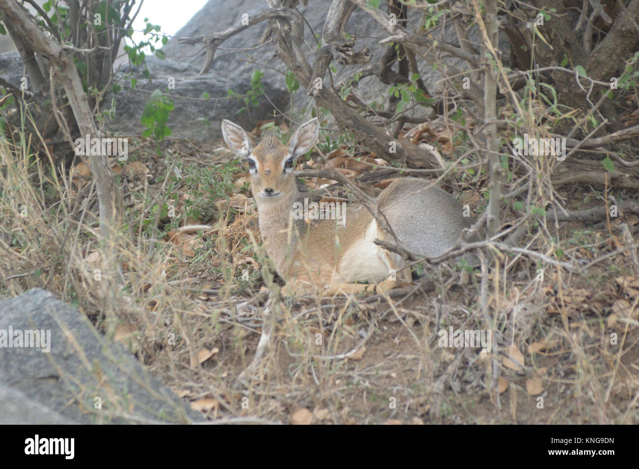 Safari Afrika Fotos Stockfoto