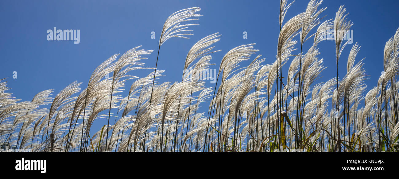 Miscanthus Giganteus ist eine erneuerbare Biokraftstoffe Energiepflanzen, die auf Ackerland im Staat Georgia wächst. Stockfoto