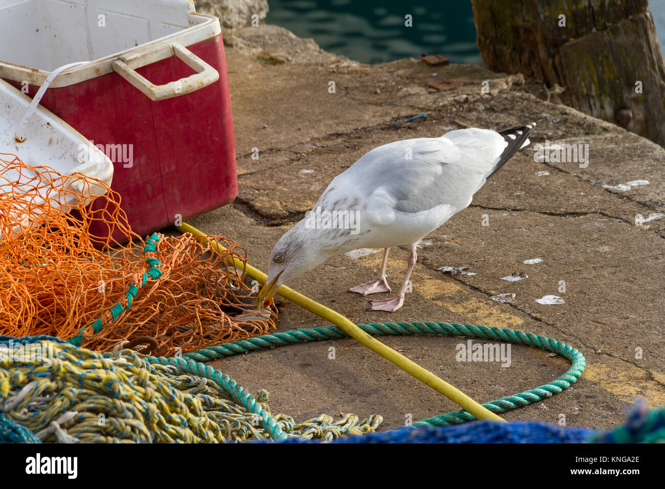 Möwe am Hafen von Brixham, Federpicken bei Fischen net und nach Nahrung suchen. Stockfoto