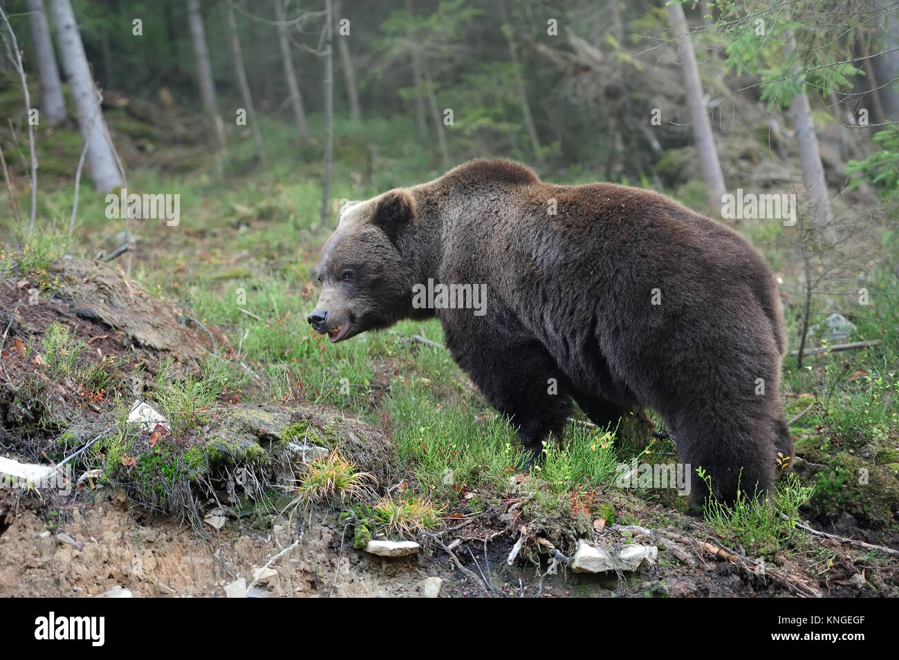 Ein Braunbär im Wald Stockfoto