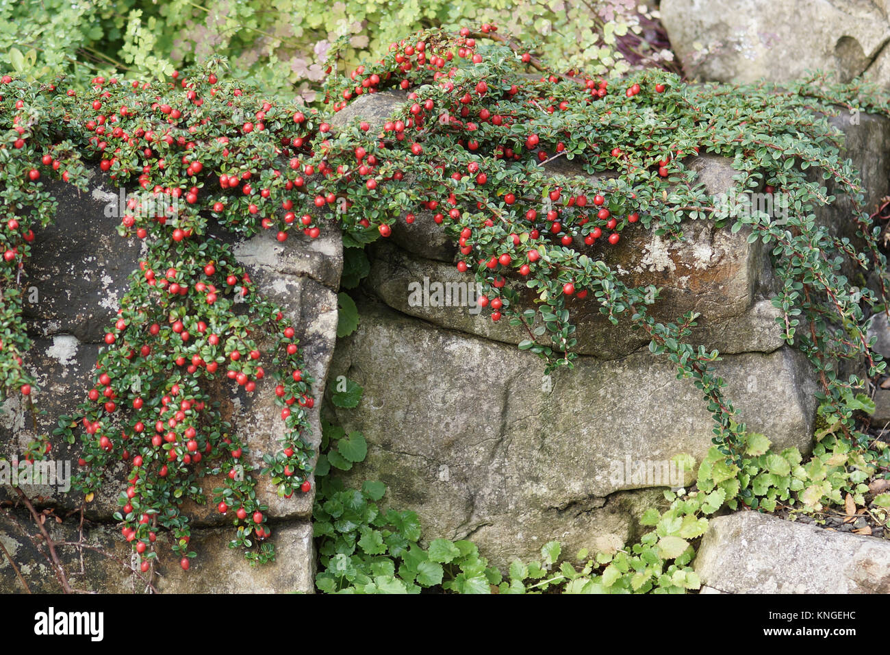 Cotoneaster microphyllus Stockfoto