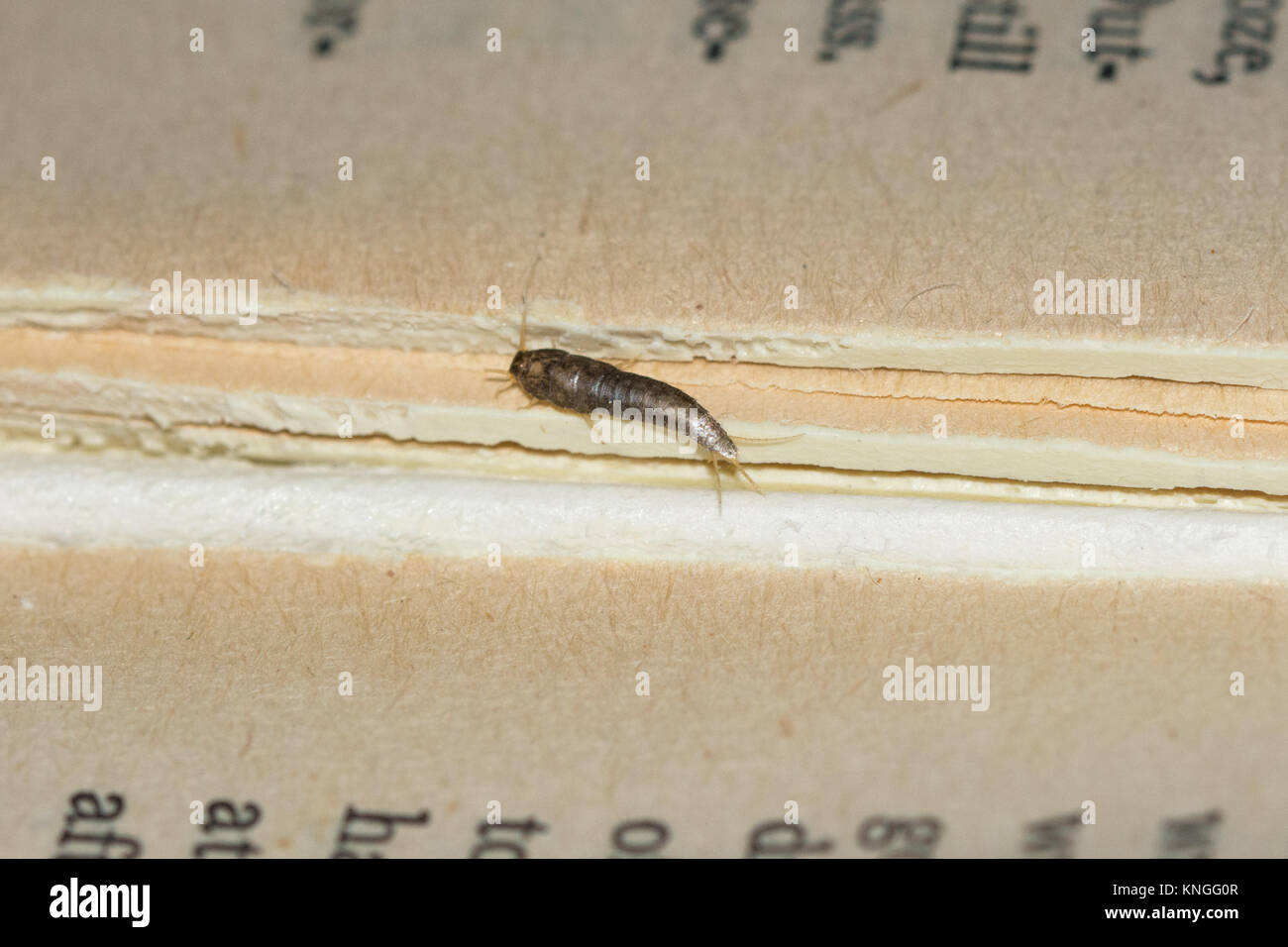 Gemeinsame Silberfische (Lepisma saccharina), Insekt, manchmal eines Haushalts Pest, auf einem alten Buch Stockfoto