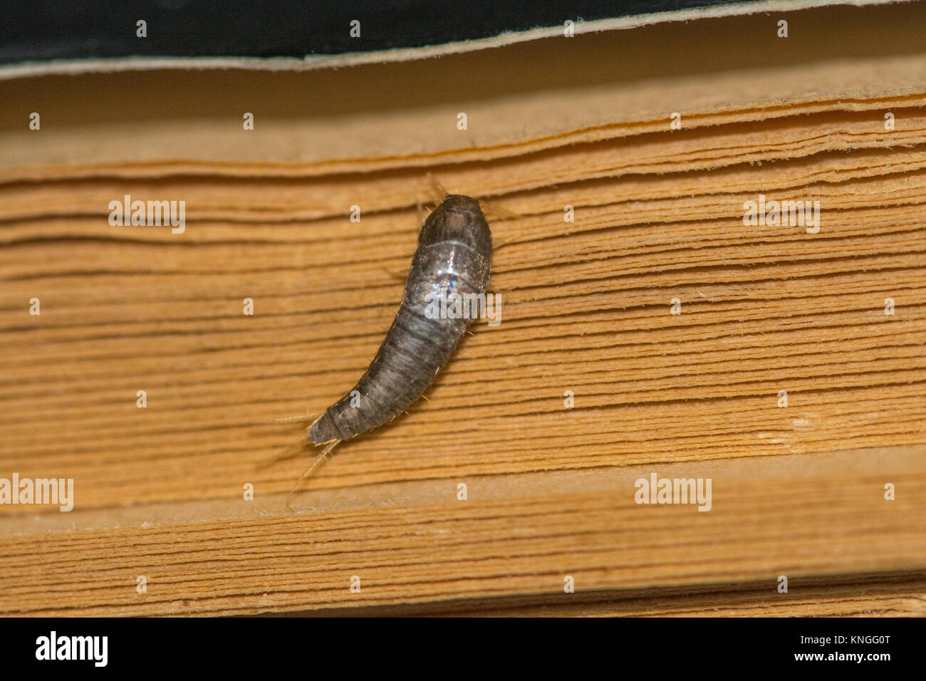 Gemeinsame Silberfische (Lepisma saccharina), Insekt, manchmal eines Haushalts Pest, auf einem alten Buch Stockfoto
