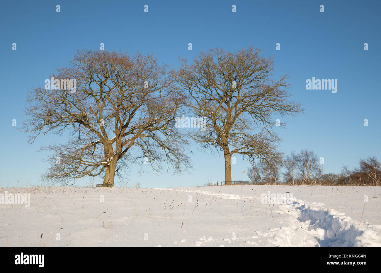 Spuren im Schnee bis zu der Gedenkstätte Eichen auf Bromyard Downs, Herefordshire, während der frühen Winter schneit, Dezember 2017. Stockfoto