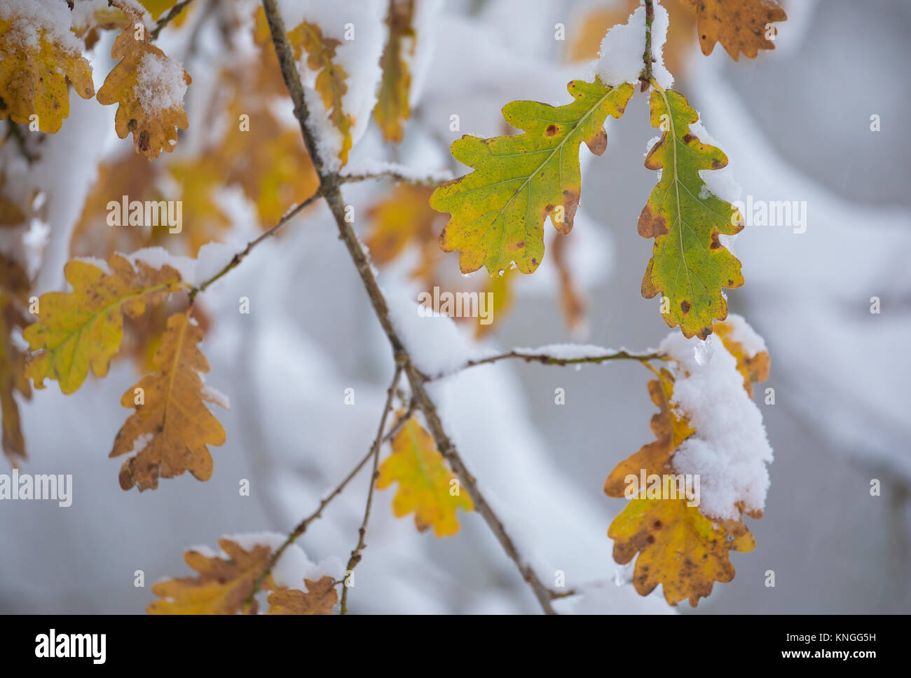 Letzte eiche Blätter hängen als Erster Schnee im Winter beißen, Herefordshire, UK Stockfoto