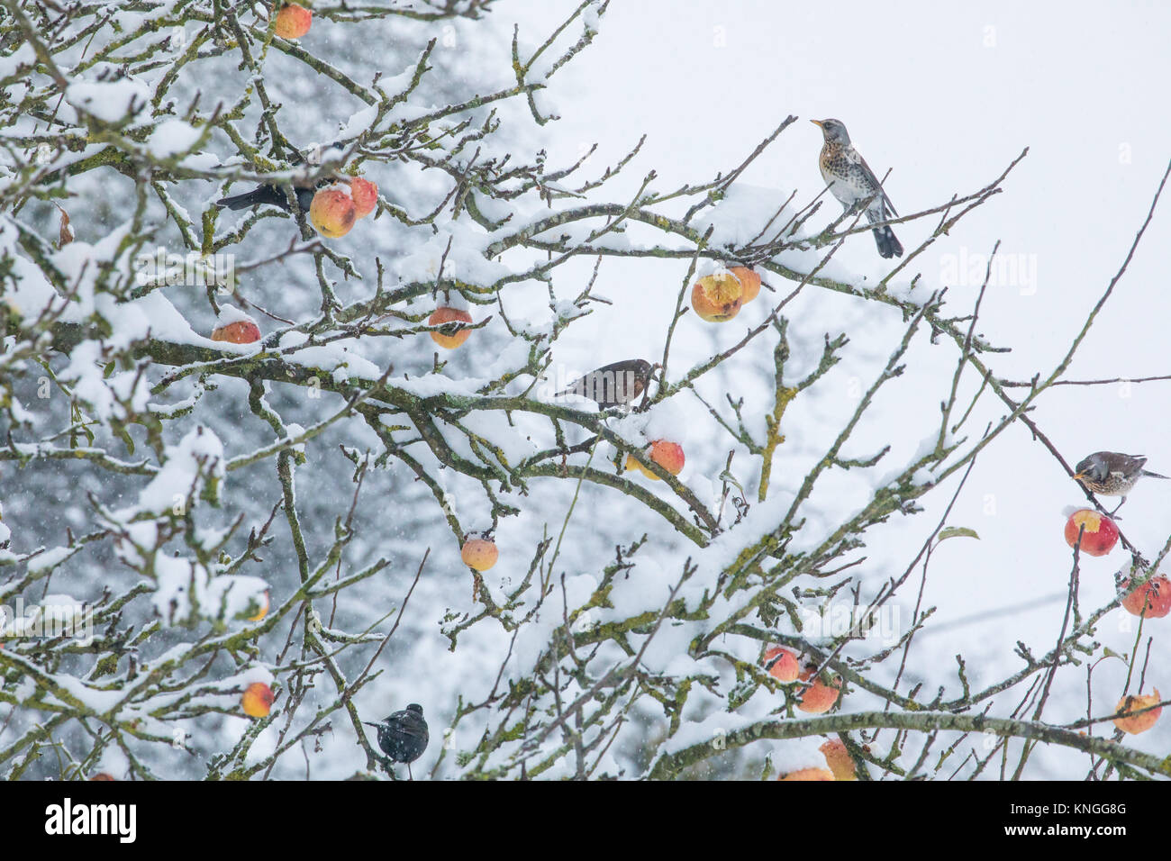 Winter Drosseln auf die Jahreszeiten letzte Äpfel; nach dem frühen Schneefällen in Herefordshire, UK. Dezember 2017. Stockfoto