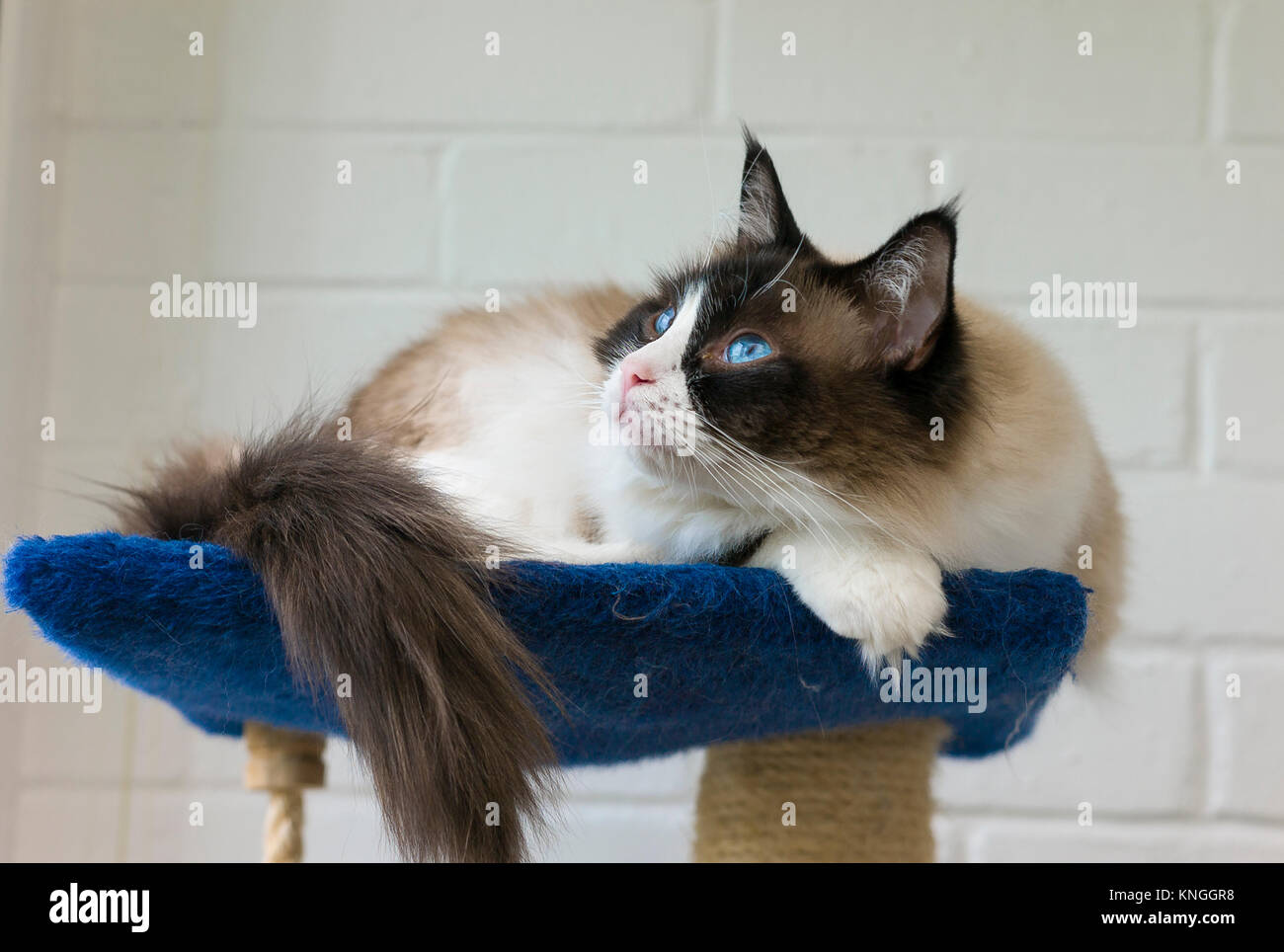 Ragdoll Katze auf einem Turm im Innenbereich mit einem wachsamen Ausdruck Stockfoto