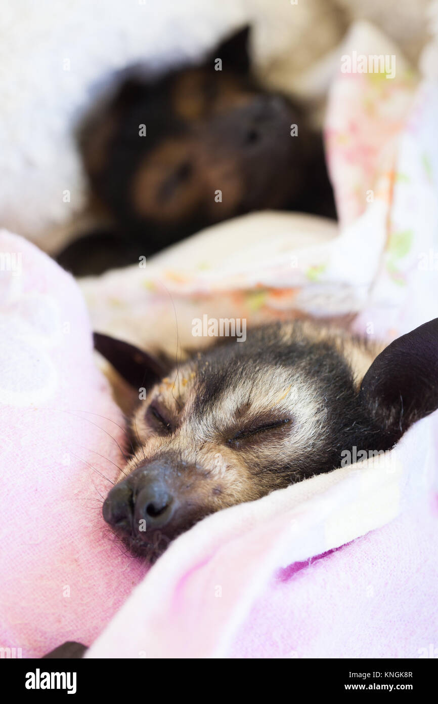 Spectacled Flying-fox (Pteropus conspicillatus). Verwaiste Babys erholt sich von der Narkose. Miallo. Queensland. Australien. Stockfoto