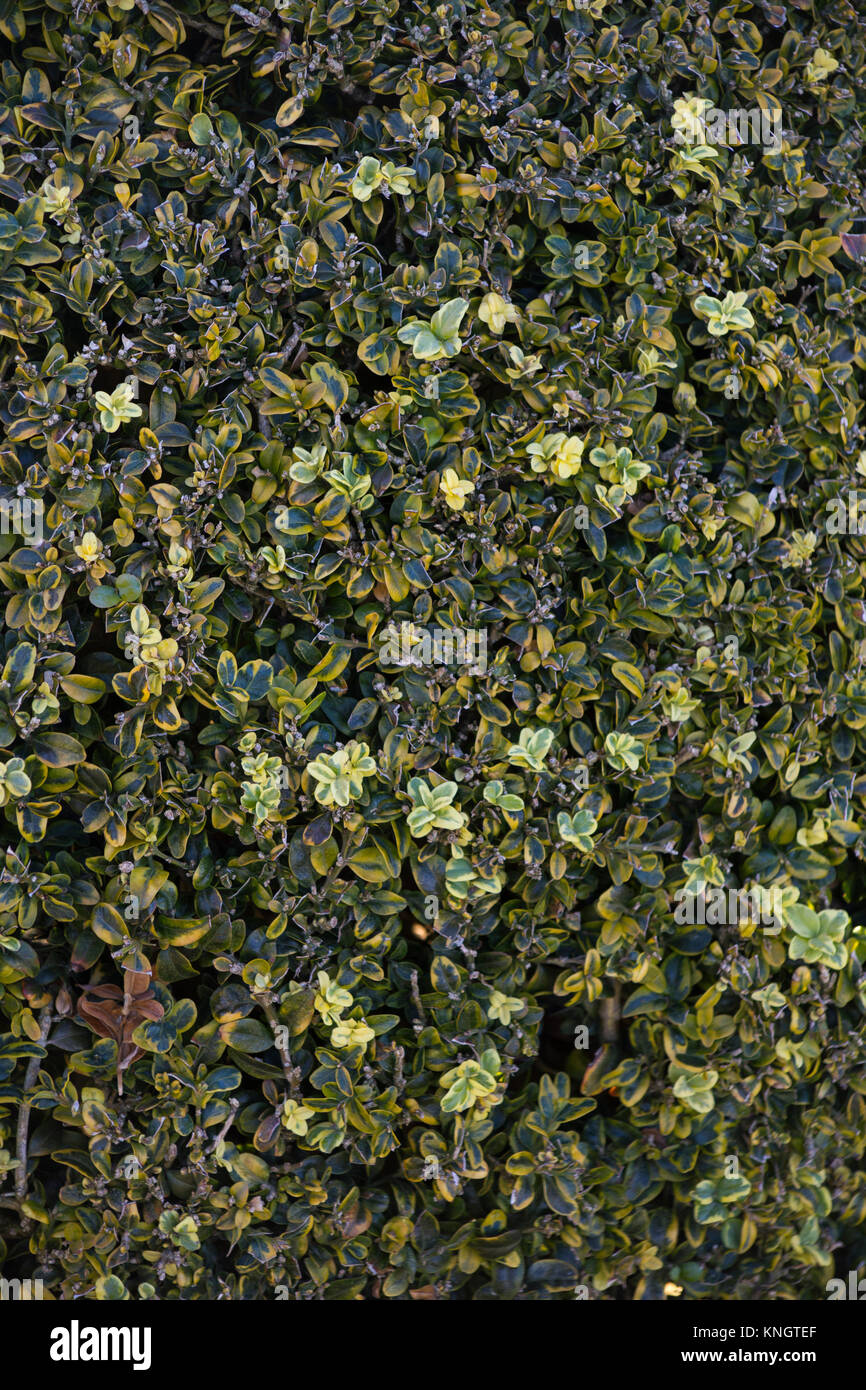 Buxus sempervirens 'Elegans' Stockfoto