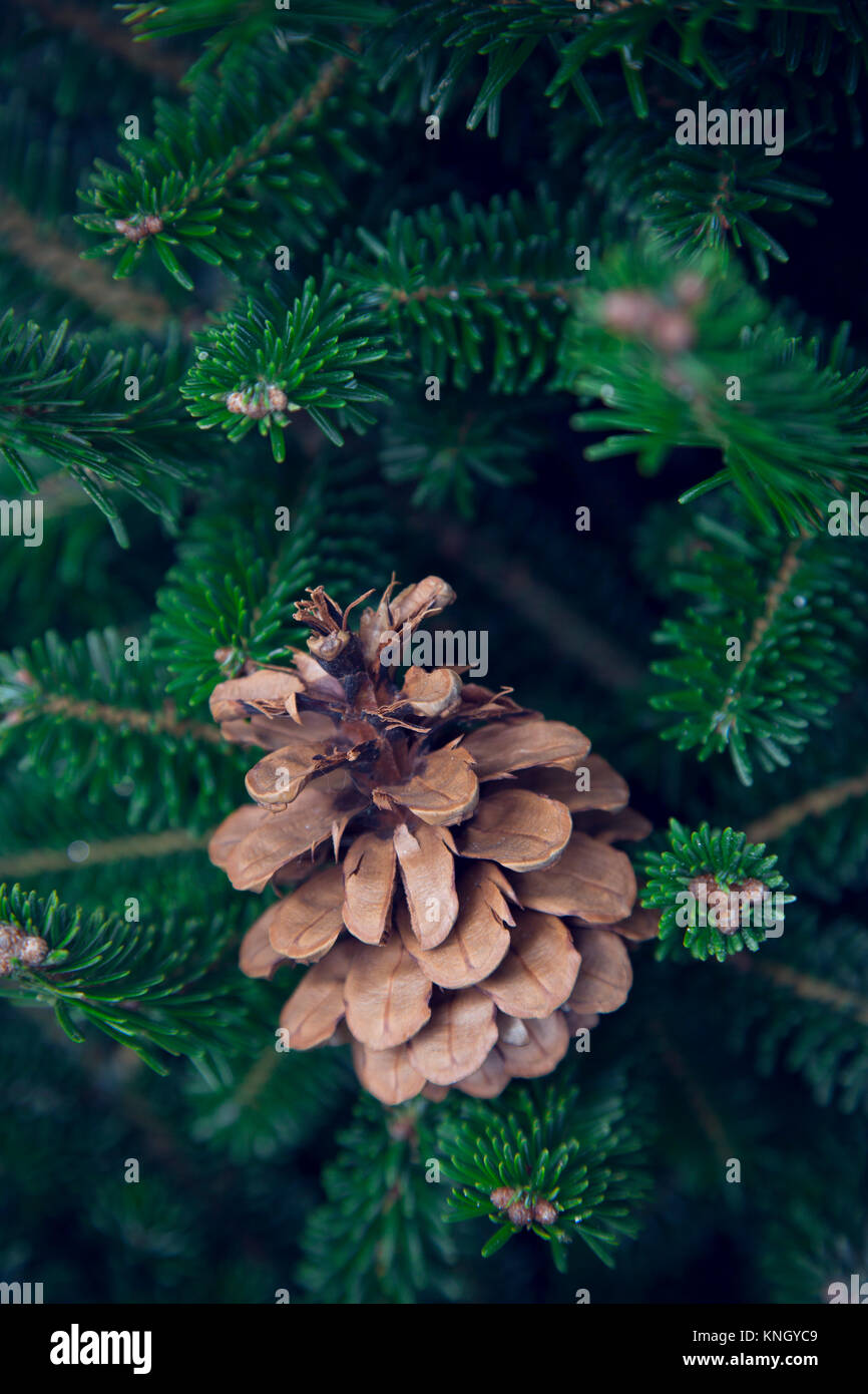 Ein echter Pine Cone auf Grüne Tanne Baum verzweigt. Dunkelgrün Weihnachten oder Neujahr Hintergrund. Close Up. Vertikale Ausrichtung. Stockfoto