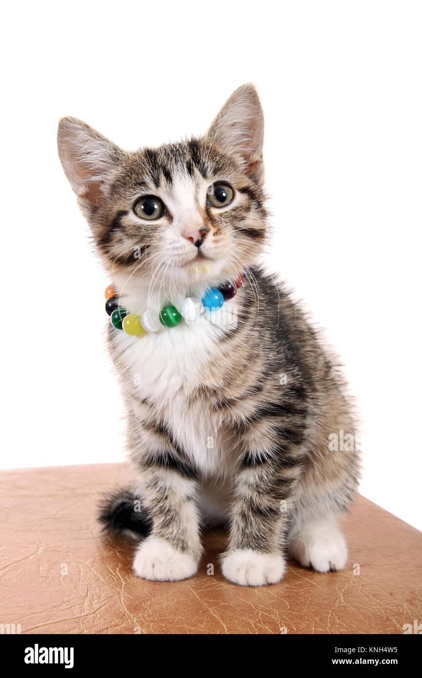 Glückliches Kätzchen in einem hellen Perlen Stockfoto