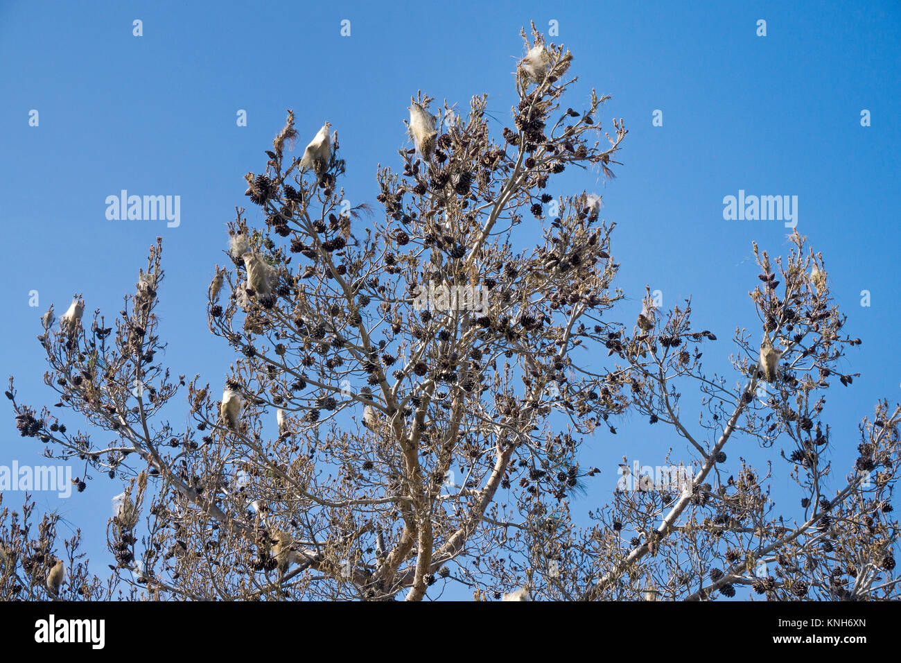 Nester von Pine Processionary Larven (THAUMETOPOEA PITYOCAMPA) auf einem mit Pinien (Pinus pinea), Alanya, Türkische Riviera, Türkei Stockfoto