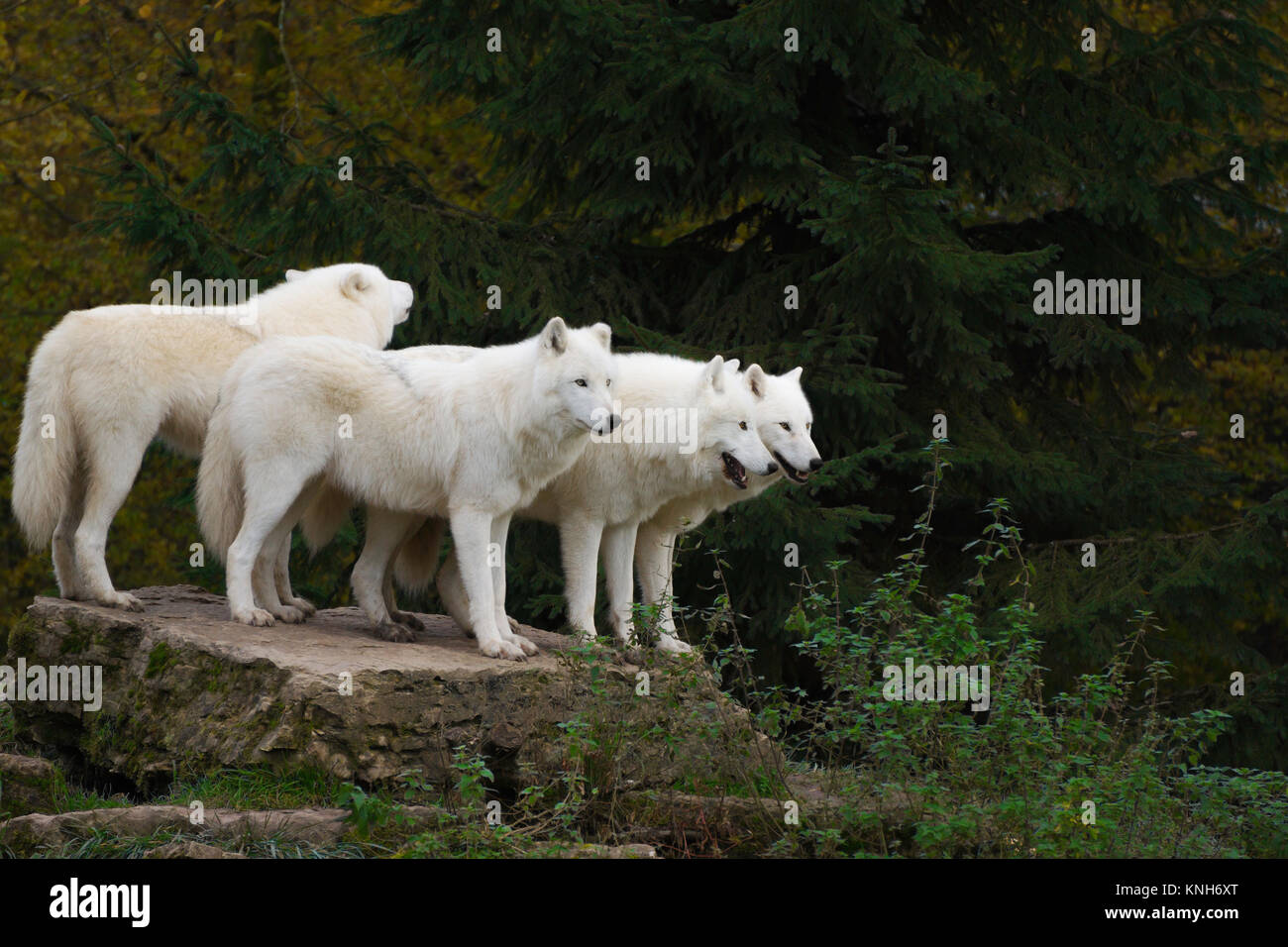 Vier arktischen Wölfe gemeinsam auf einem Felsen vor einem sozialen heulen - Canis lupus Arctos Stockfoto