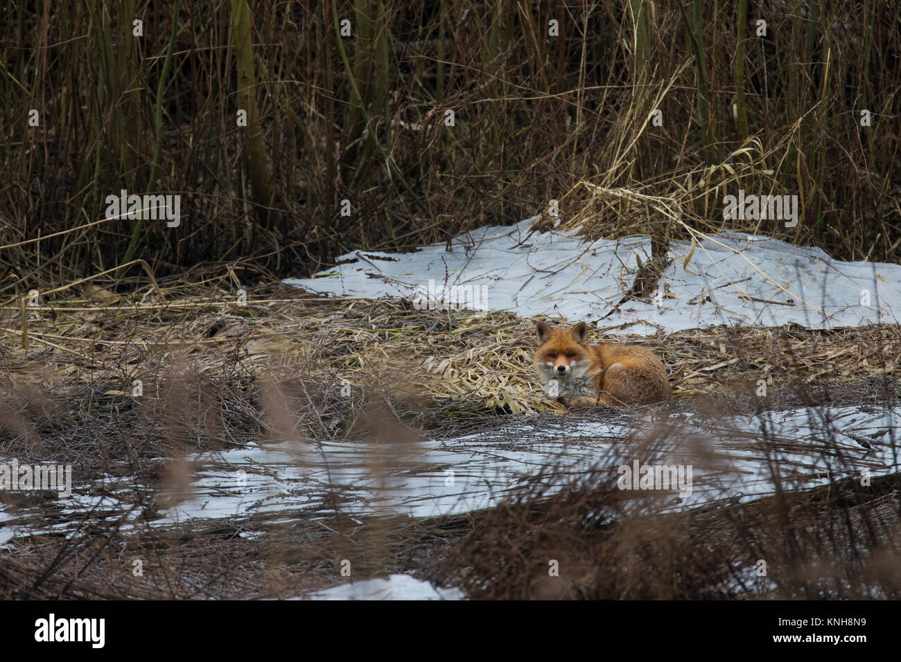 Rotfuchs, Rot-Fuchs, Fuchs, Vulpes vulpes, Red Fox Stockfoto