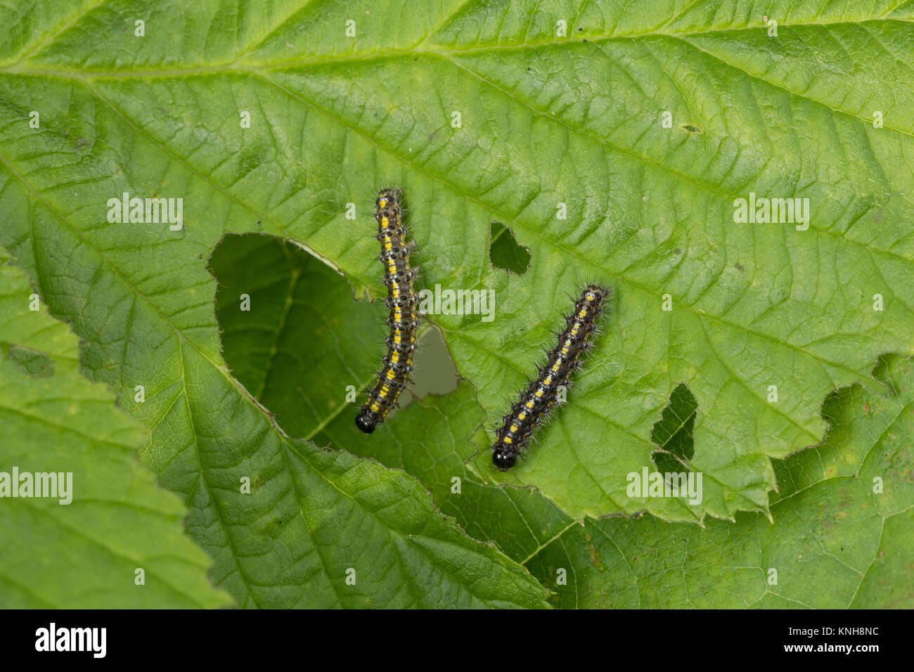 , Raupe schönbär Callimorpha dominula Jungraupe,,, Panaxia dominula, scarlet Tiger Moth, Caterpillar, L'Écaille marbrée, écaille Rouge, Bärenspinner, EIN Stockfoto