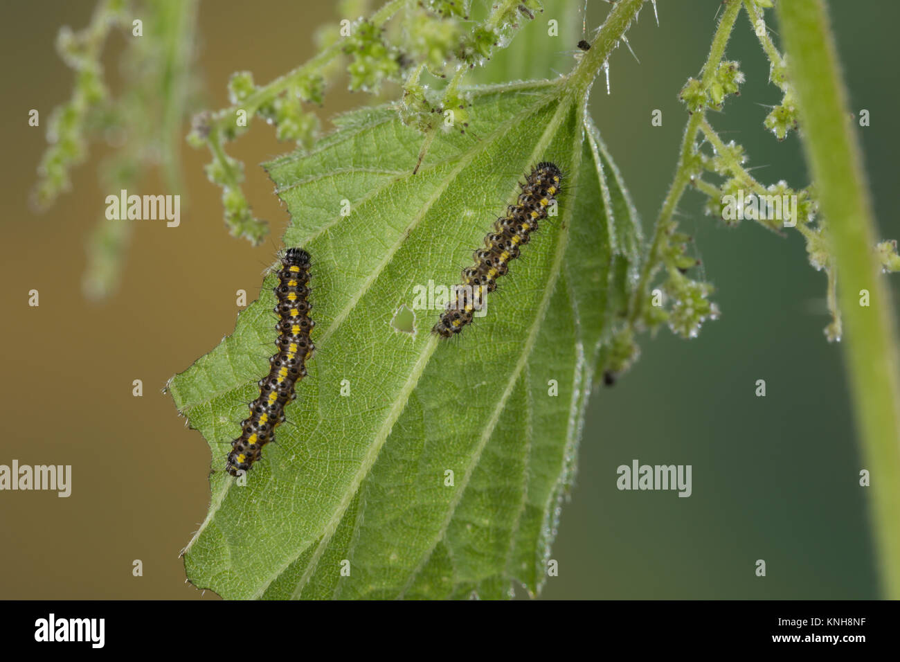 , Raupe schönbär Callimorpha dominula Jungraupe,,, Panaxia dominula, scarlet Tiger Moth, Caterpillar, L'Écaille marbrée, écaille Rouge, Bärenspinner, EIN Stockfoto