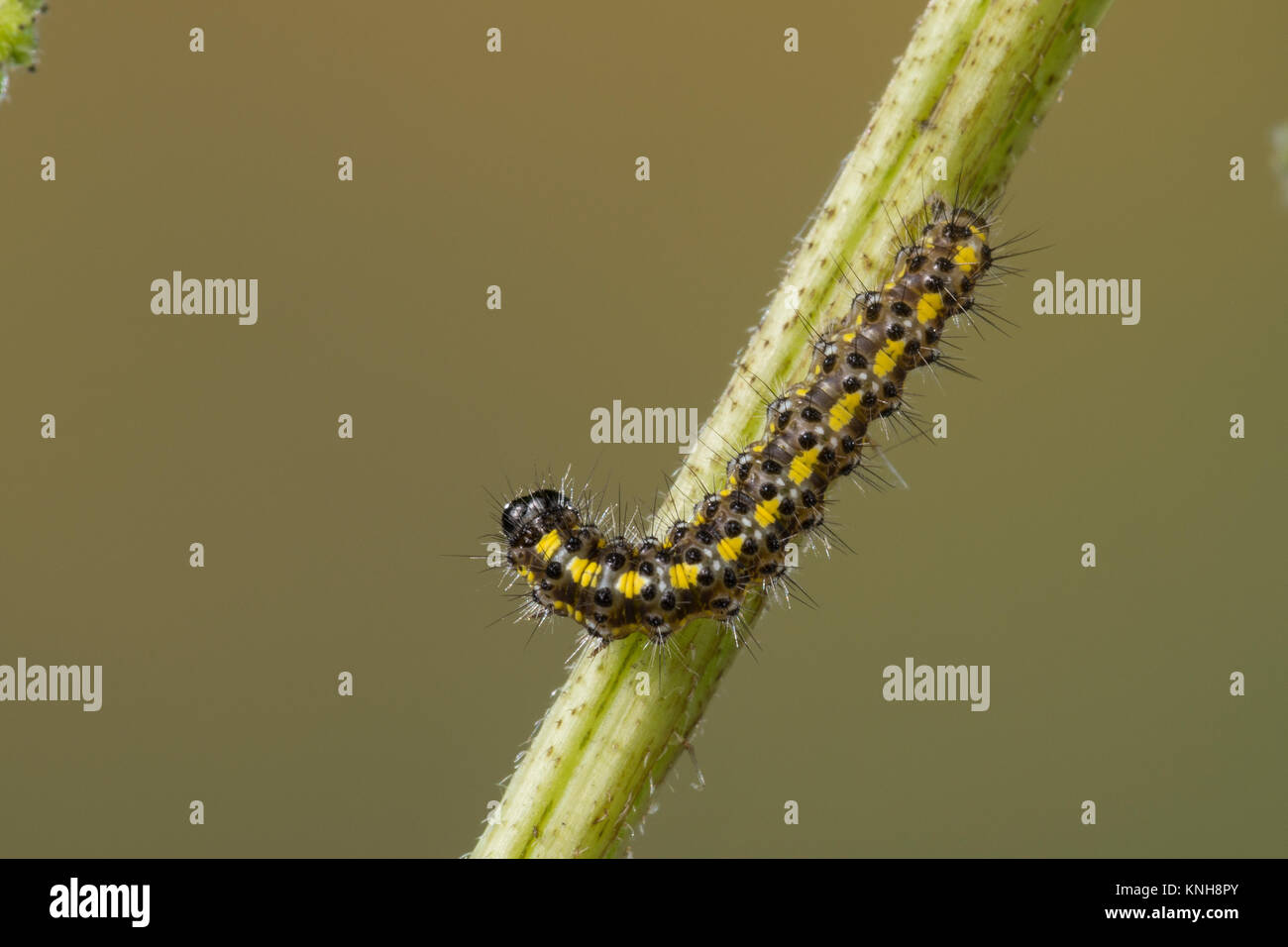 , Raupe schönbär Callimorpha dominula Jungraupe,,, Panaxia dominula, scarlet Tiger Moth, Caterpillar, L'Écaille marbrée, écaille Rouge, Bärenspinner, EIN Stockfoto