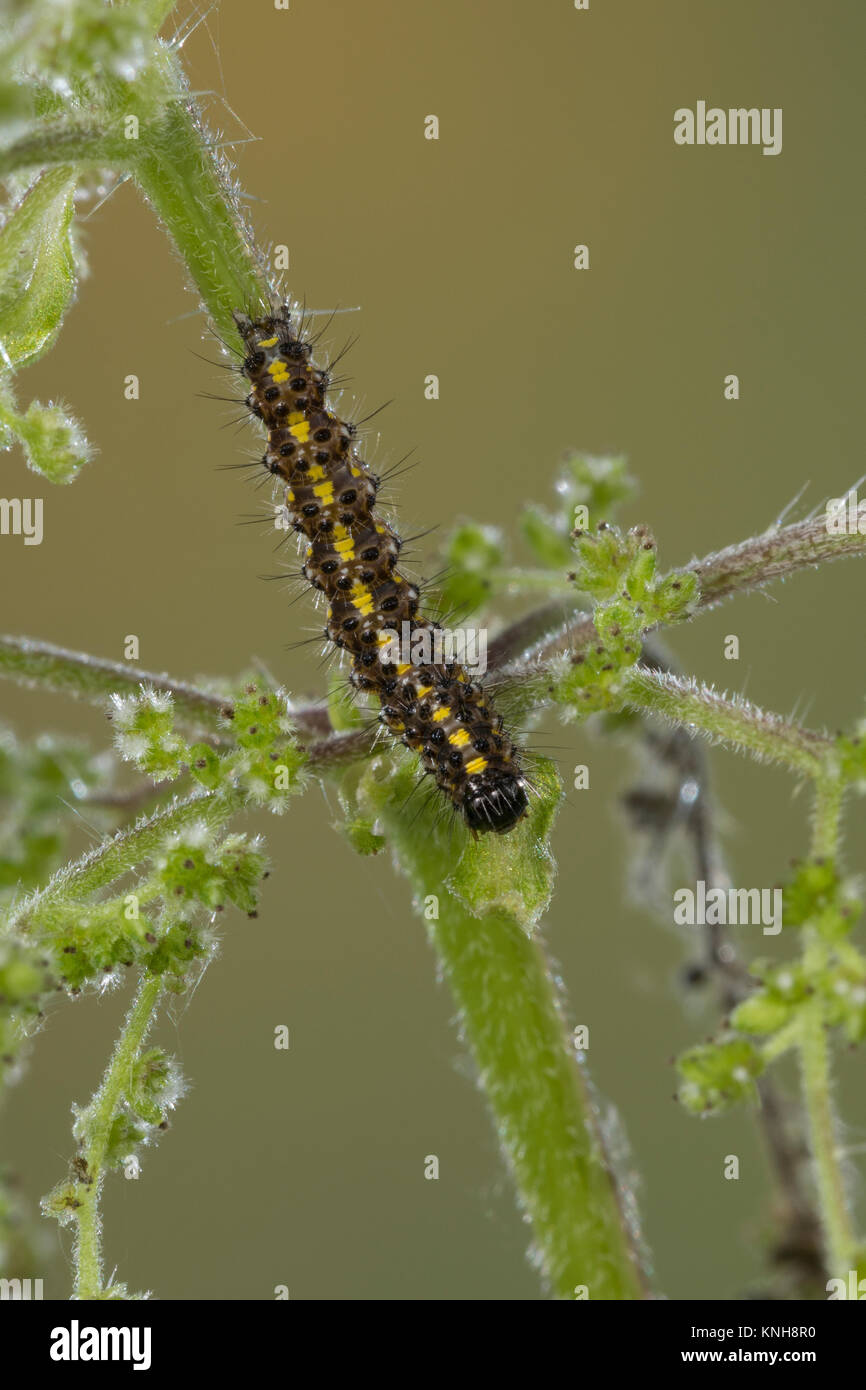 , Raupe schönbär Callimorpha dominula Jungraupe,,, Panaxia dominula, scarlet Tiger Moth, Caterpillar, L'Écaille marbrée, écaille Rouge, Bärenspinner, EIN Stockfoto