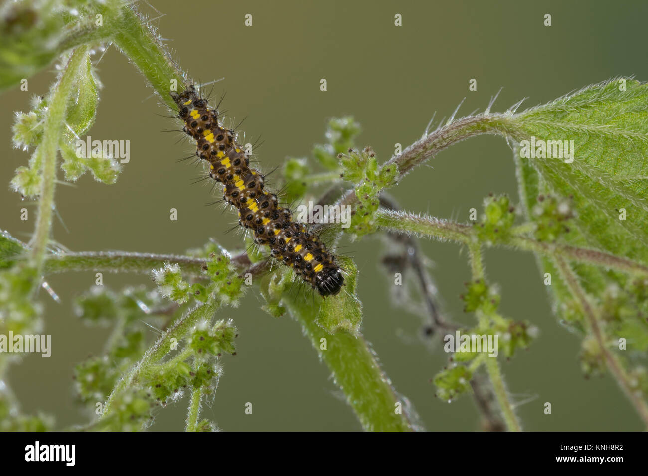 , Raupe schönbär Callimorpha dominula Jungraupe,,, Panaxia dominula, scarlet Tiger Moth, Caterpillar, L'Écaille marbrée, écaille Rouge, Bärenspinner, EIN Stockfoto