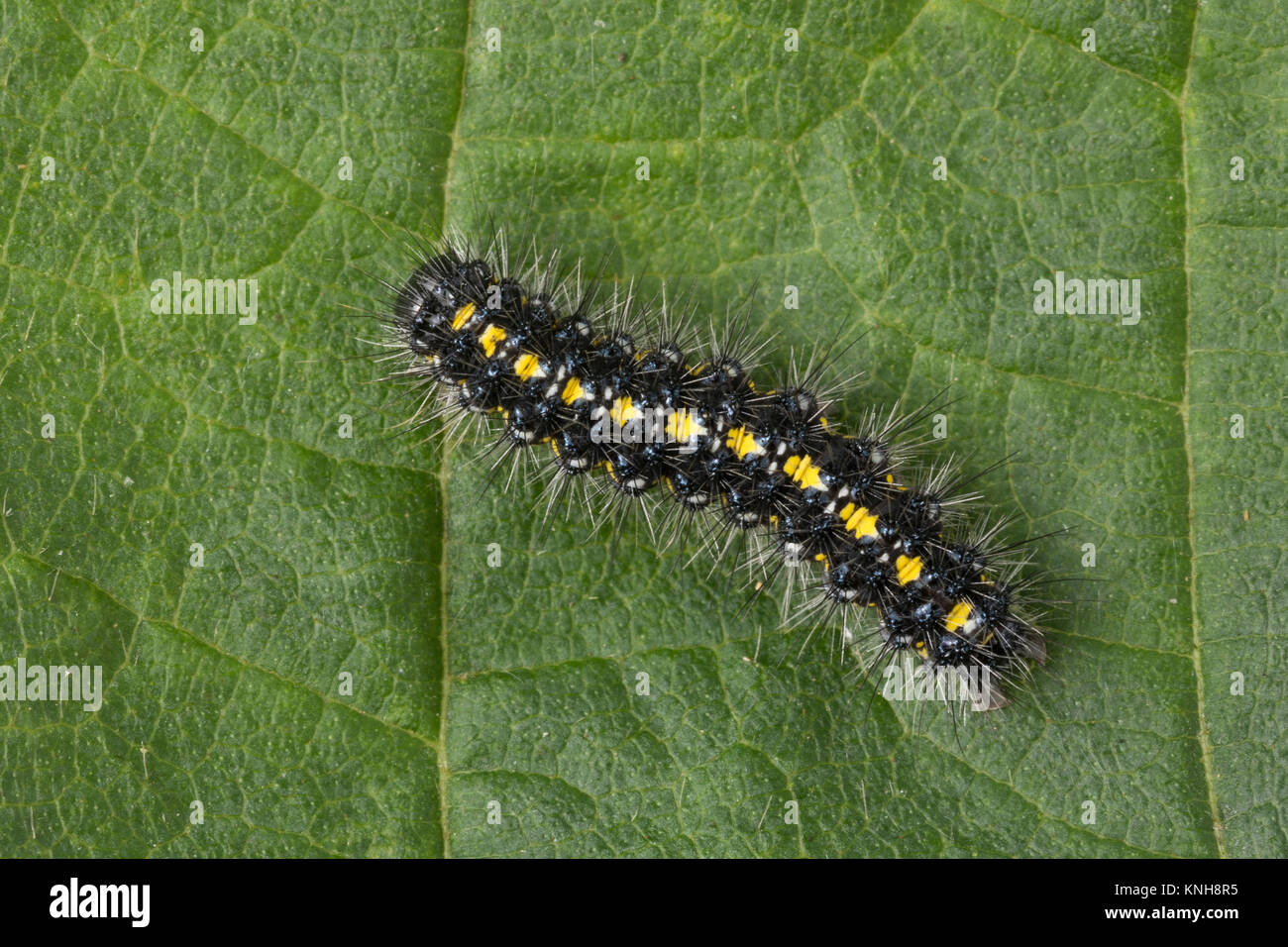 Raupe schönbär Callimorpha dominula,,, Panaxia dominula, scarlet Tiger Moth, Caterpillar, L'Écaille marbrée, écaille Rouge, Bärenspinner Arctiidae,, EIN Stockfoto
