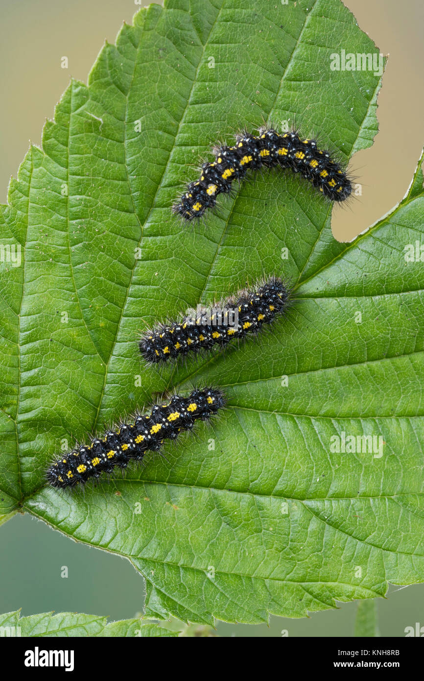 Raupe schönbär Callimorpha dominula,,, Panaxia dominula, scarlet Tiger Moth, Caterpillar, L'Écaille marbrée, écaille Rouge, Bärenspinner Arctiidae,, EIN Stockfoto