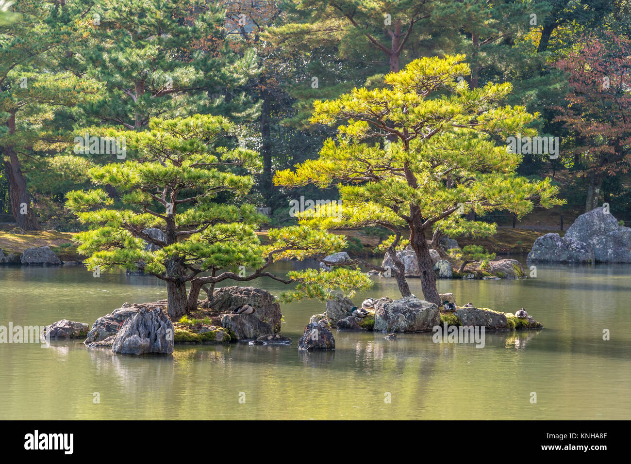 Pinus thunbergii oder Japanische Schwarzkiefer (Kuromatsu) auf einer kleinen Insel in der Nähe der Kinkaku-ji (Goldener Pavillon) Tempel. Farben des Herbstes und Falllaub in der Rückseite Stockfoto