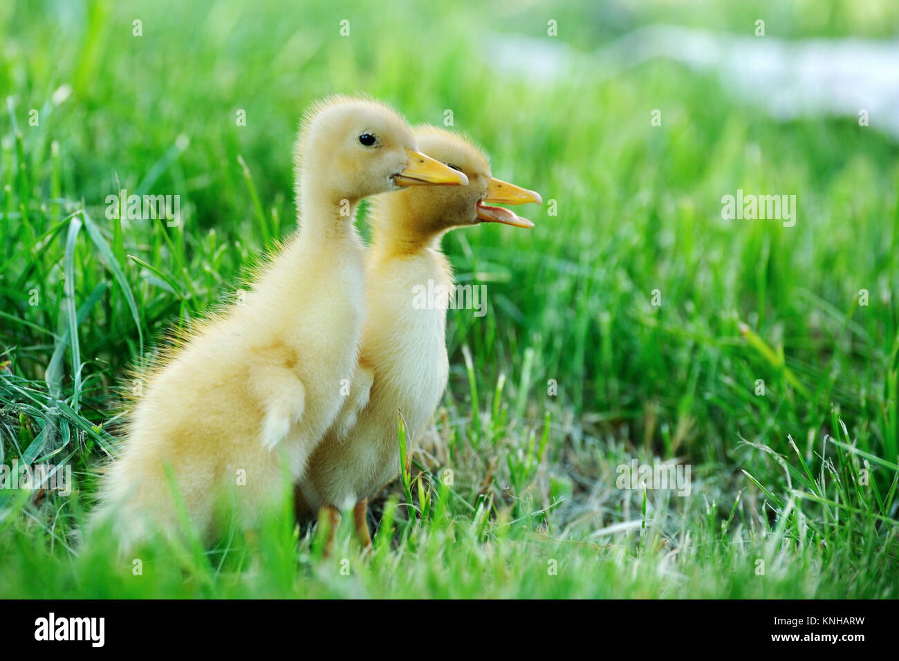 Kleine Ente auf dem Hintergrund der grünen Rasen Stockfoto