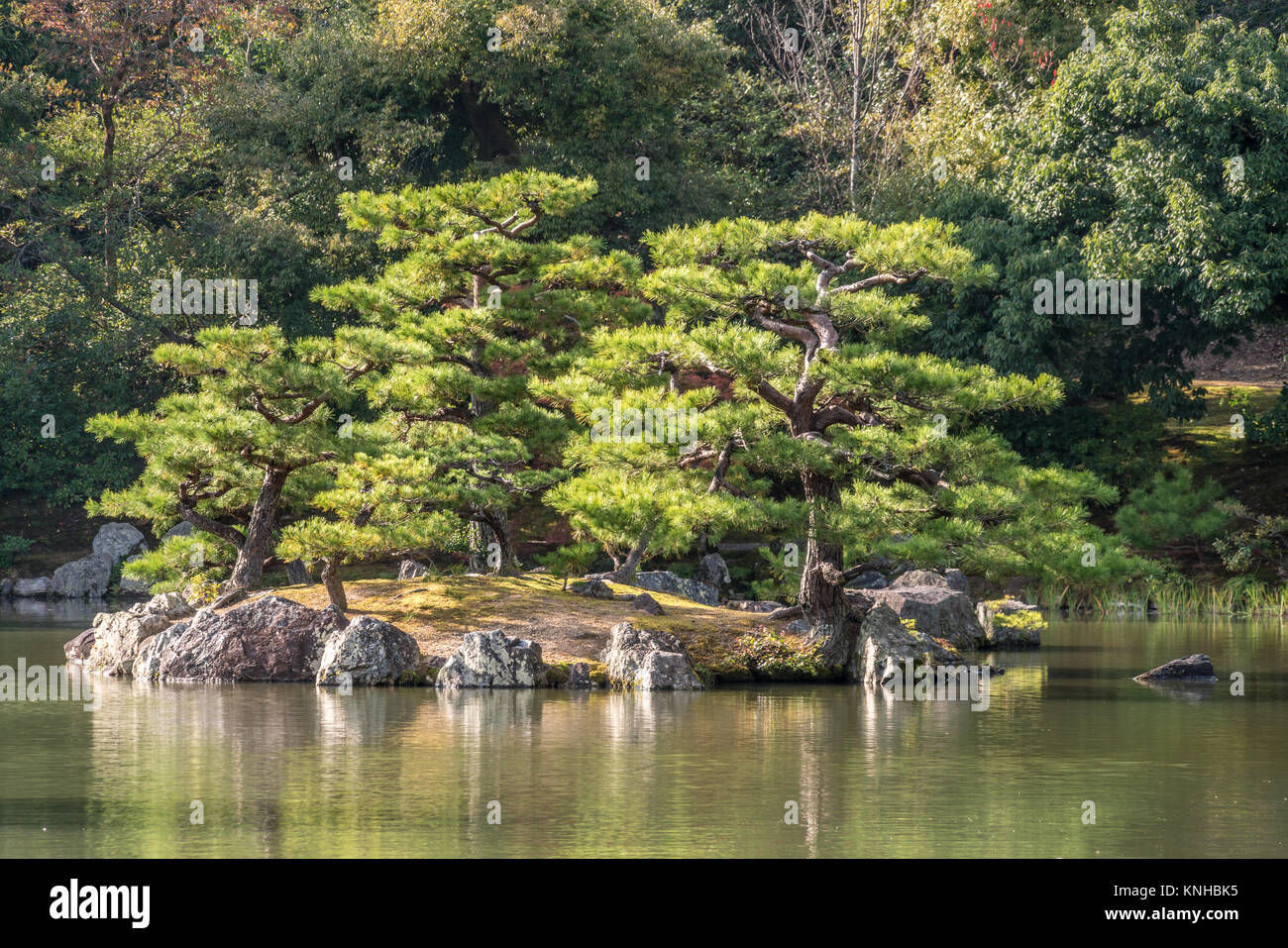 Pinus thunbergii oder Japanische Schwarzkiefer (Kuromatsu) auf einer kleinen Insel in der Nähe der Kinkaku-ji (Goldener Pavillon) Tempel. Farben des Herbstes und Falllaub in der Rückseite Stockfoto
