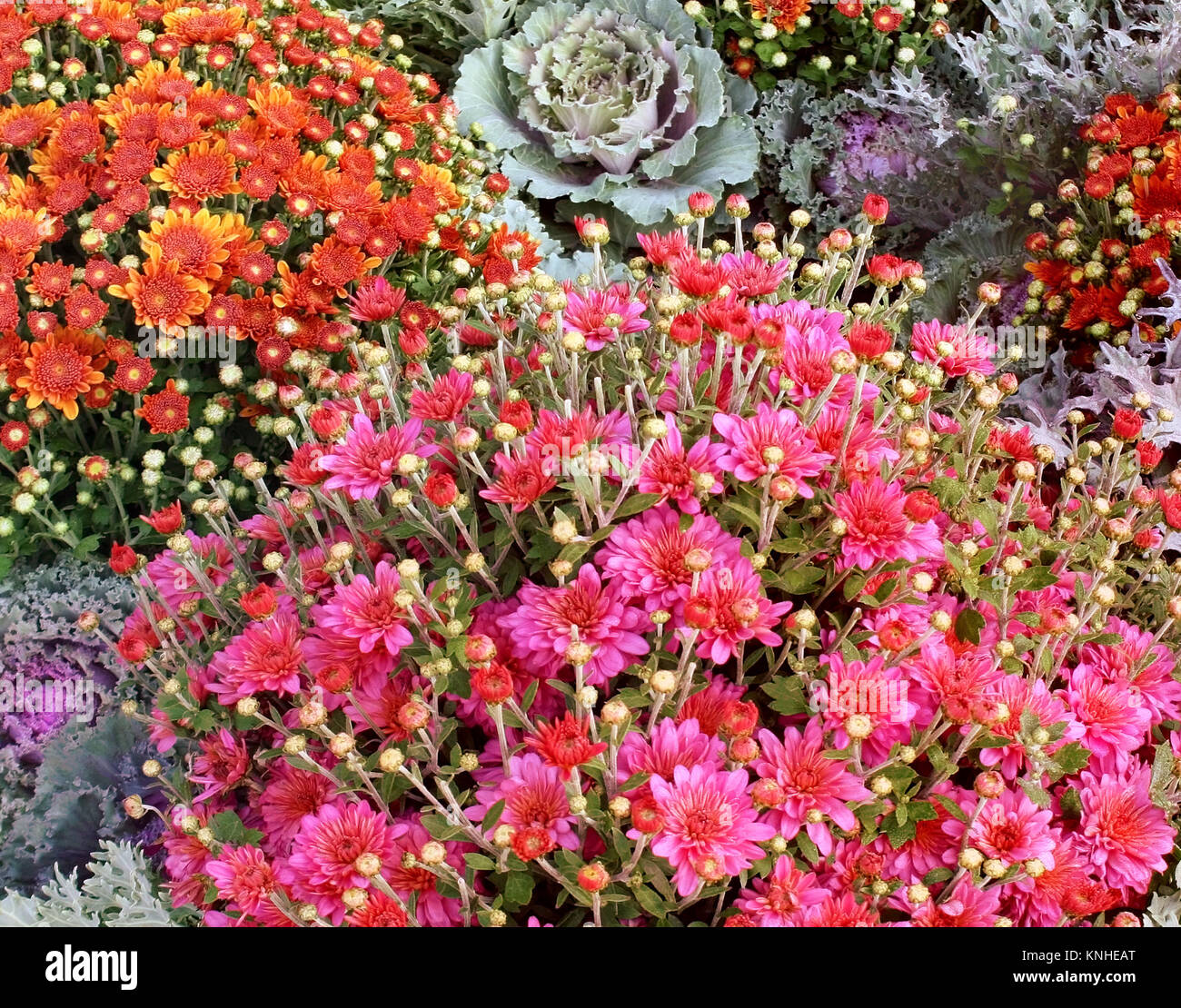 Collage von Herbst Blumen mit leuchtenden rosa und orange Chrysanthemen und blühende Kraut Stockfoto