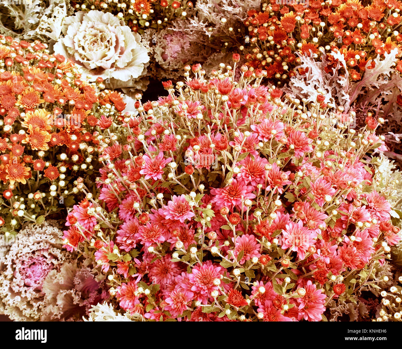 Chrysanthemen und blühender Grünkohl dieser schönen Herbst Blumengarten erstellen Stockfoto