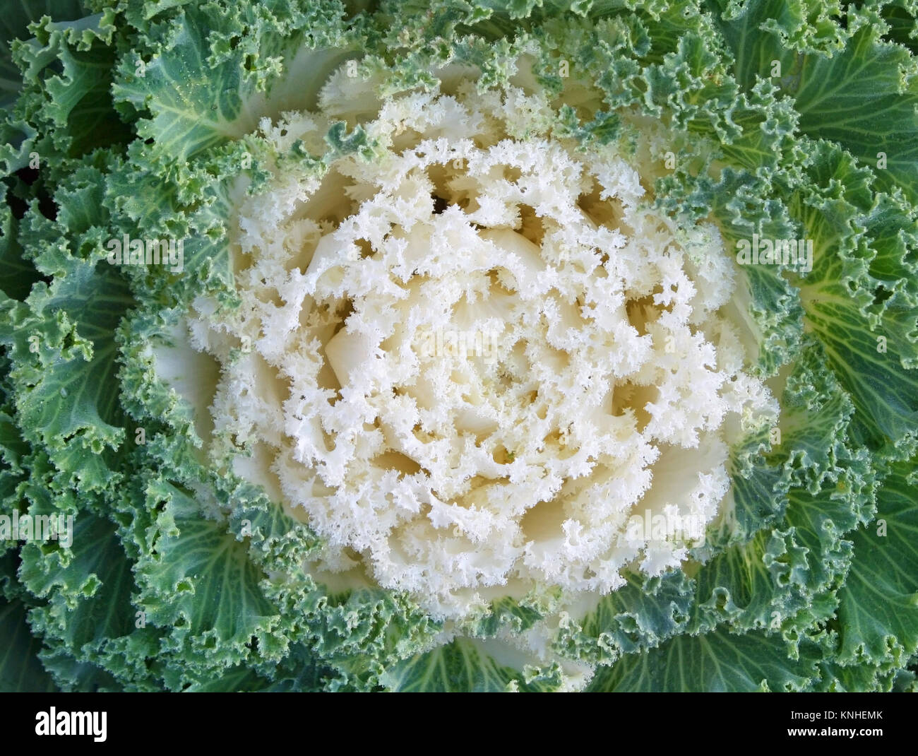In der Nähe des hellen weißen Mitte und Curly grüne Blätter der blühenden Kale Stockfoto