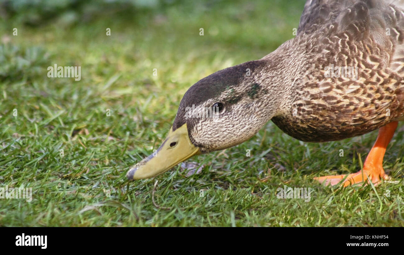 Stockente Weibchen auf der Suche nach Nahrung auf dem Land Stockfoto