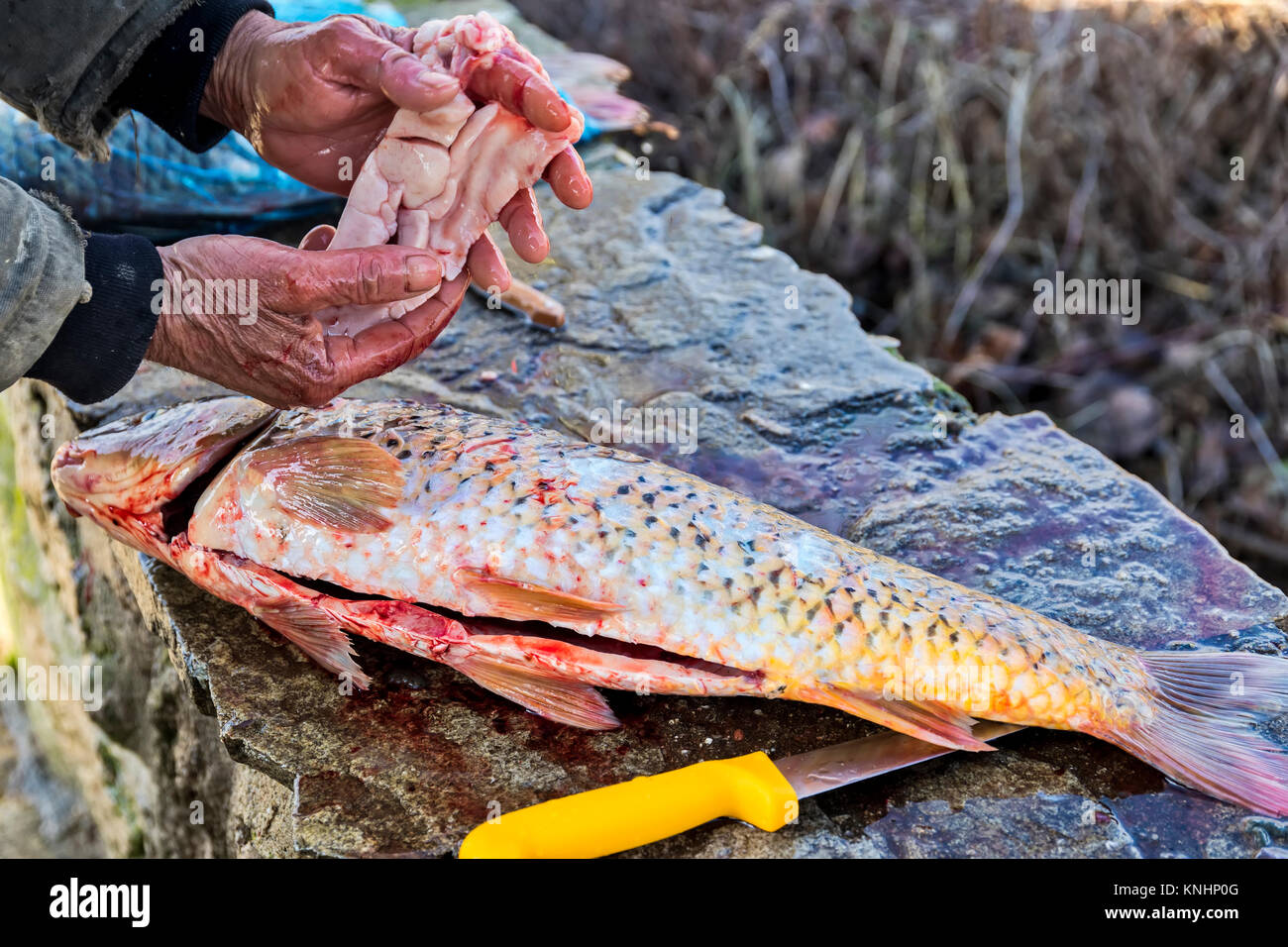 Fisch Eier Kaviar Fisch Eier Kaviar