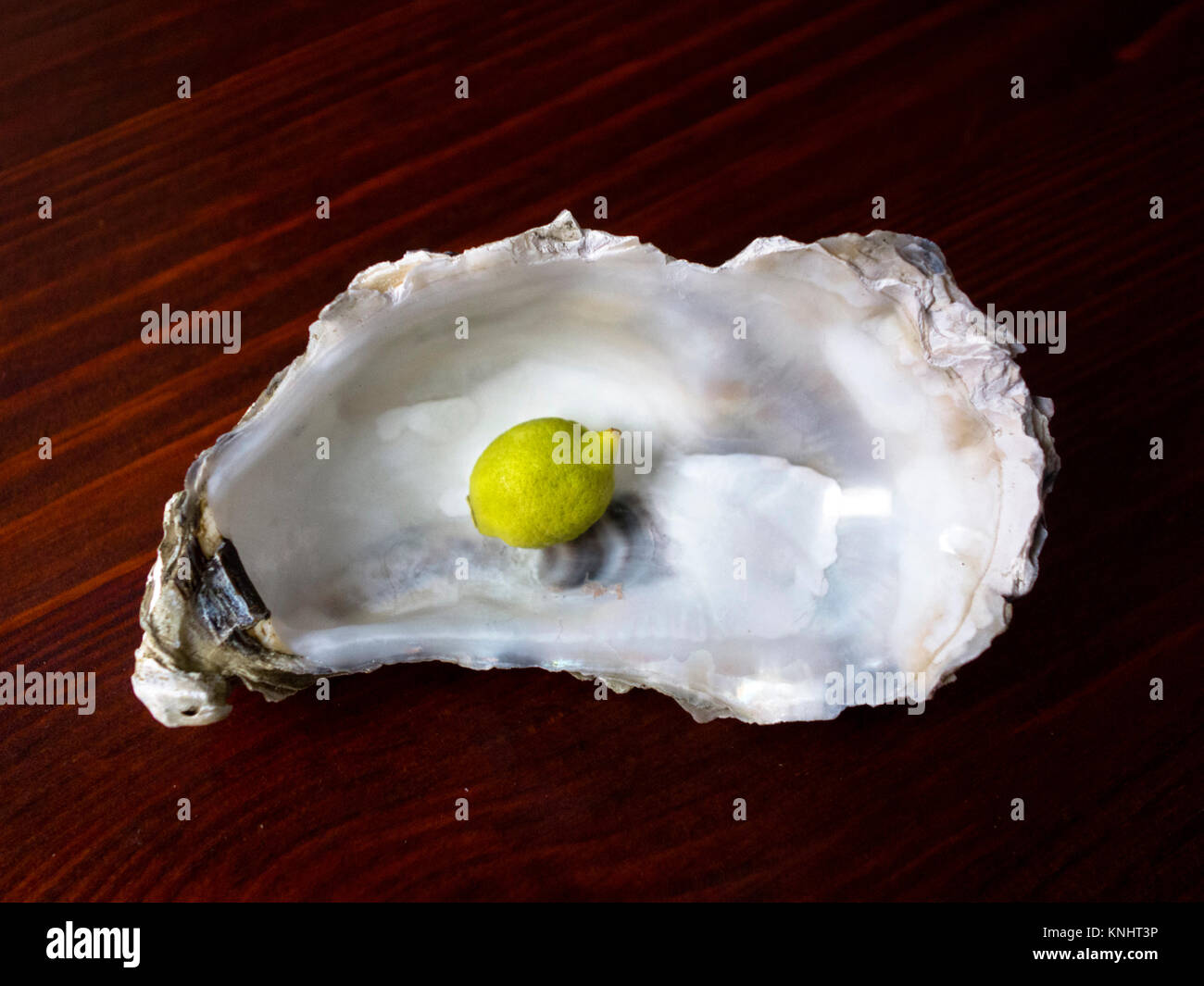 Miniatur Zitrone in Oyster shell Stockfoto