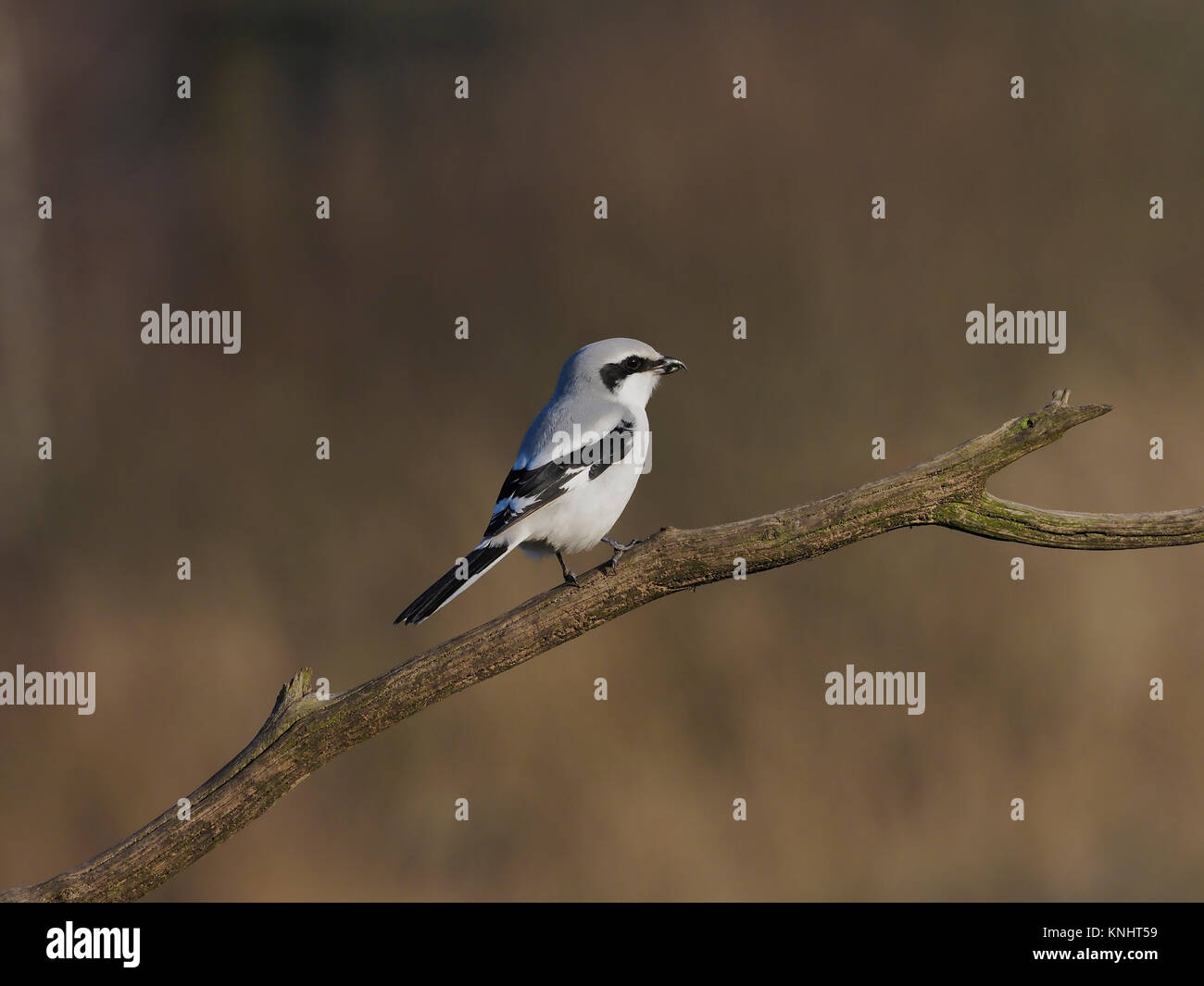 Super-grey shrike, Lanius excubitor, Vogel auf Zweig, Polen, November 2017 Stockfoto