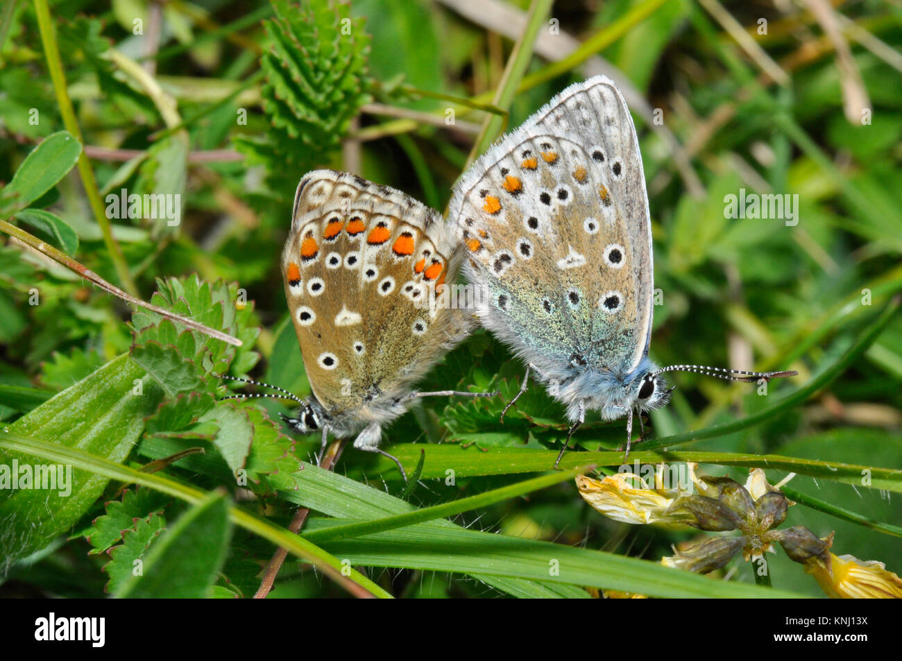 Adonis Blue Butterfly' Polyommatus bellargus' passende Paar, Kreide Kalkstein Grasland, Hufeisen vetch, Wiltshire, England, Großbritannien Stockfoto