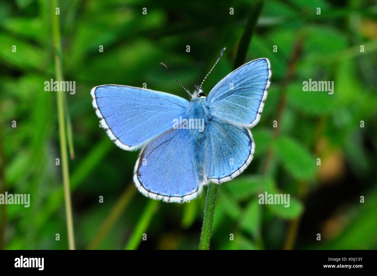 Adonis Blue Butterfly' Polyommatus bellargus', männlich, Kreide Kalkstein Grasland, Hufeisen vetch, Wiltshire, England, Großbritannien Stockfoto
