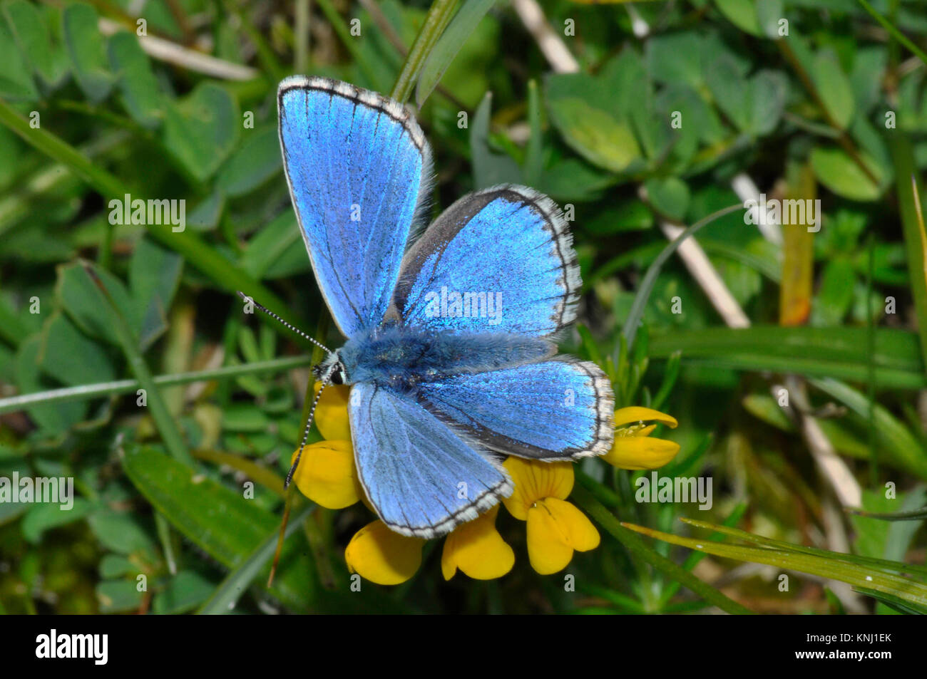 Adonis Blue Butterfly' Polyommatus bellargus', männlich, Kreide Kalkstein Grünland, auf Hufeisen vetch, Wiltshire, England, Großbritannien Stockfoto