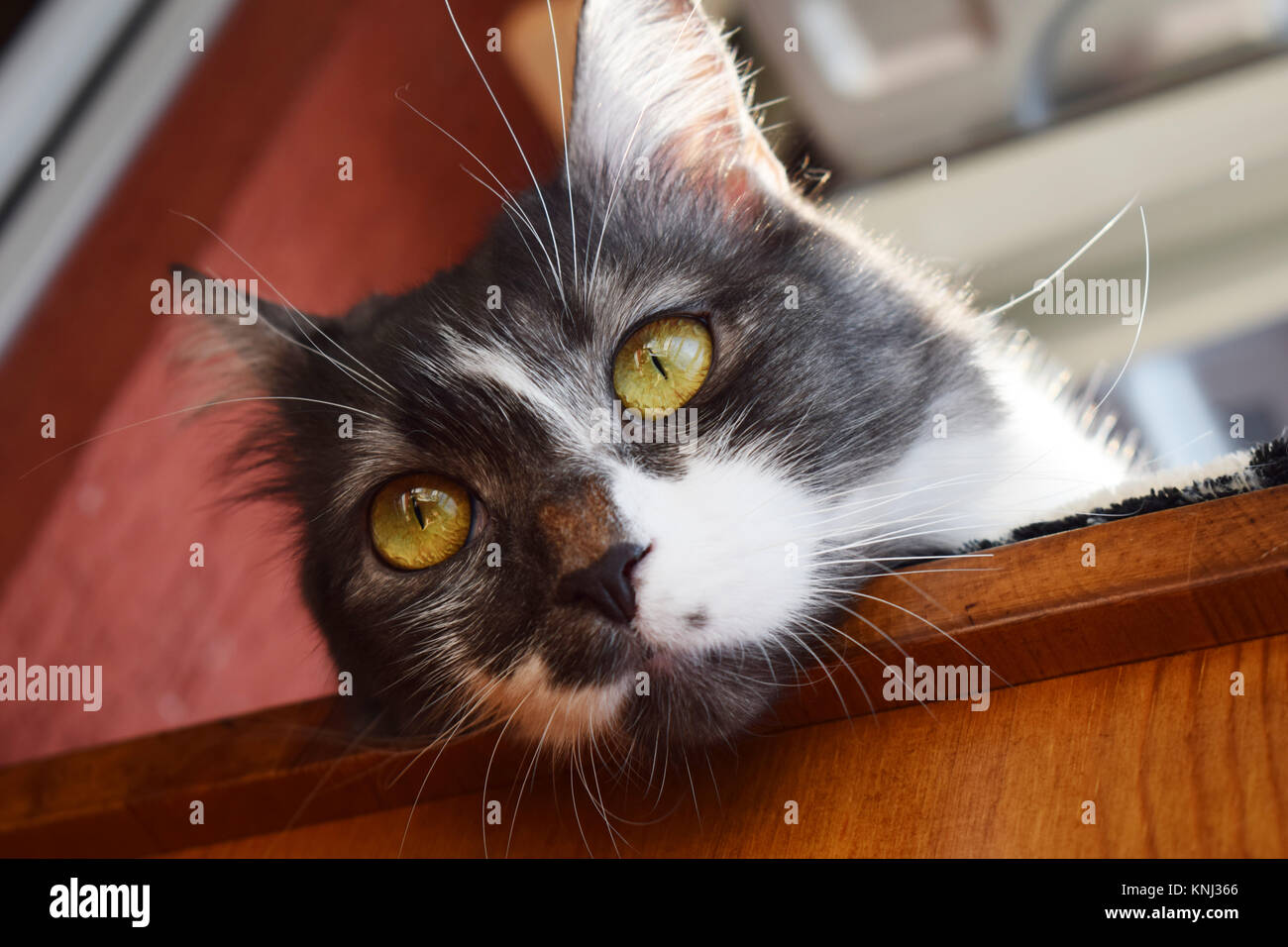 Tabby Katze in der Sonne zu liegen Stockfoto