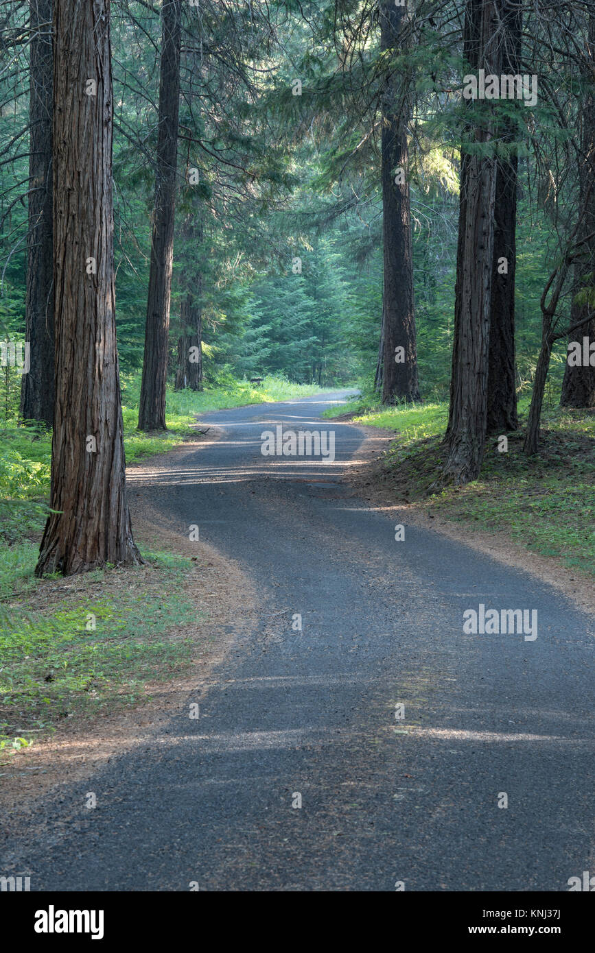 Schotterstraße schlängelt sich der Weg durch die Bäume zu Pioneer Ford Campingplatz, Camp Sherman, Oregon Stockfoto
