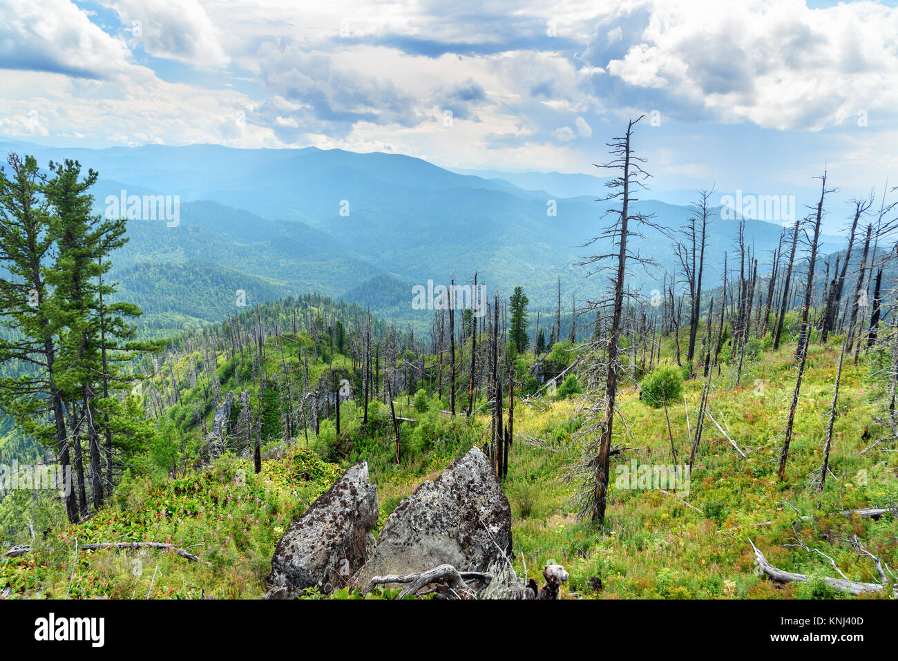 Blick von oben auf Kokuya Berg. Republik Altai. Sibirien. Russland Stockfoto