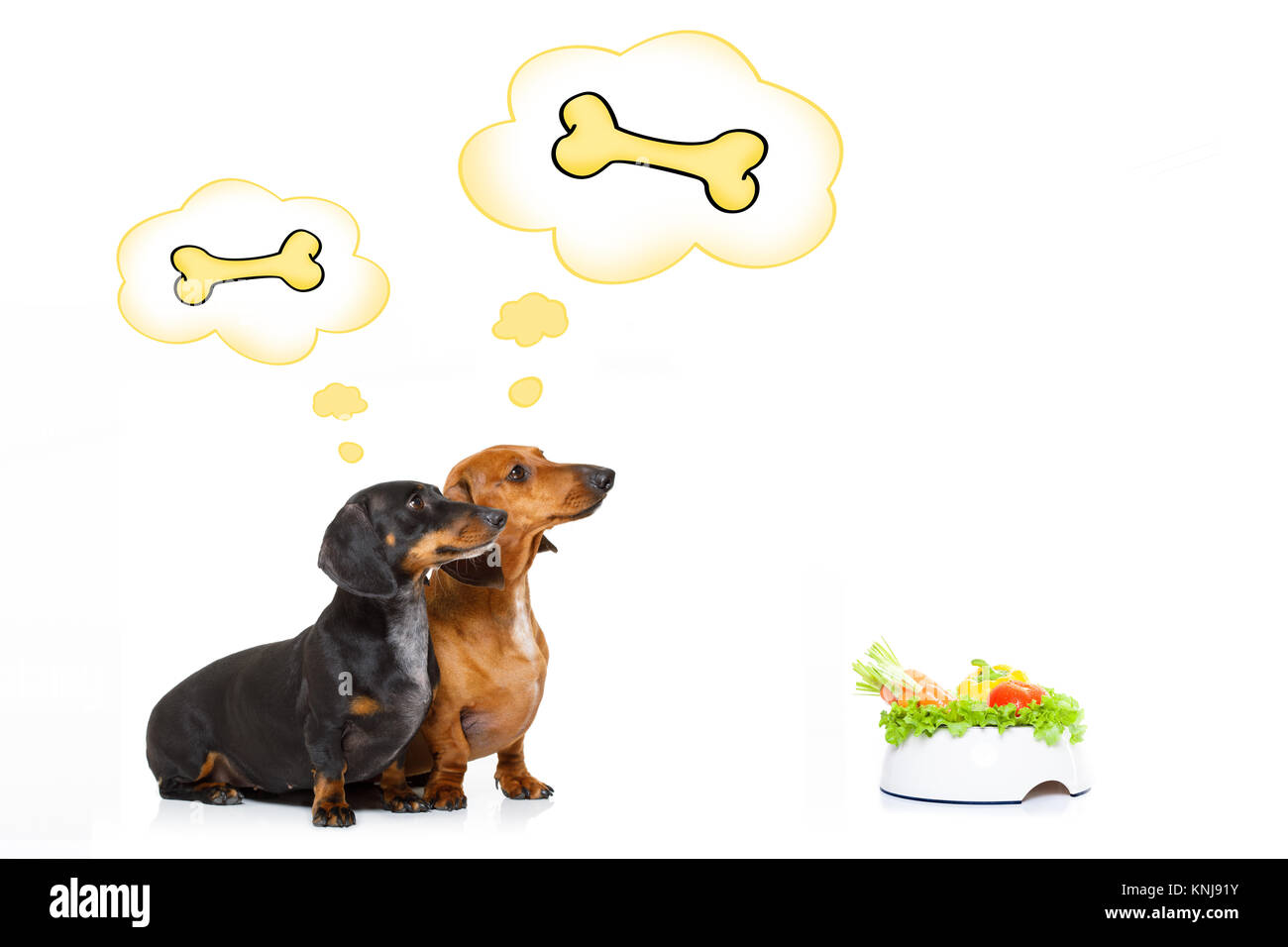 Paar Dackel oder Wurst Hunde warten auf Besitzer mit gesunden veganen Speisen Schüssel, auf weißem Hintergrund, Stockfoto