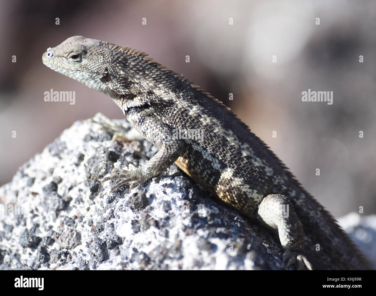 Ein San Cristóbal lava Lizard (Microlophus bivittatus). Diese Art von lava Eidechse endemisch in San Cristóbal. Puerto Baquerizo Moreno, San Cristobal, Stockfoto