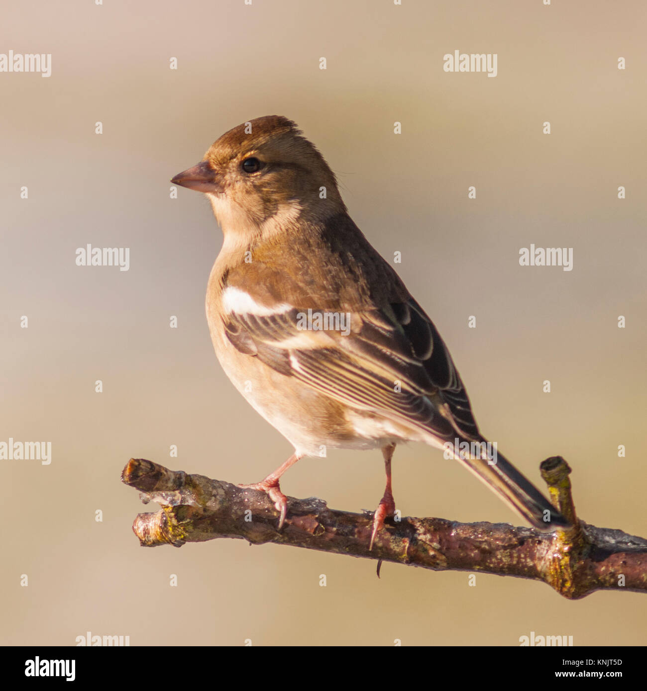 Norfolk, England, UK. 12 Dez, 2017. Eine weibliche Buchfink (Fringilla coelebs) Ernährung bei eisigen Bedingungen in einem Norfolk Garten. Quelle: Tim Oram/Alamy leben Nachrichten Stockfoto