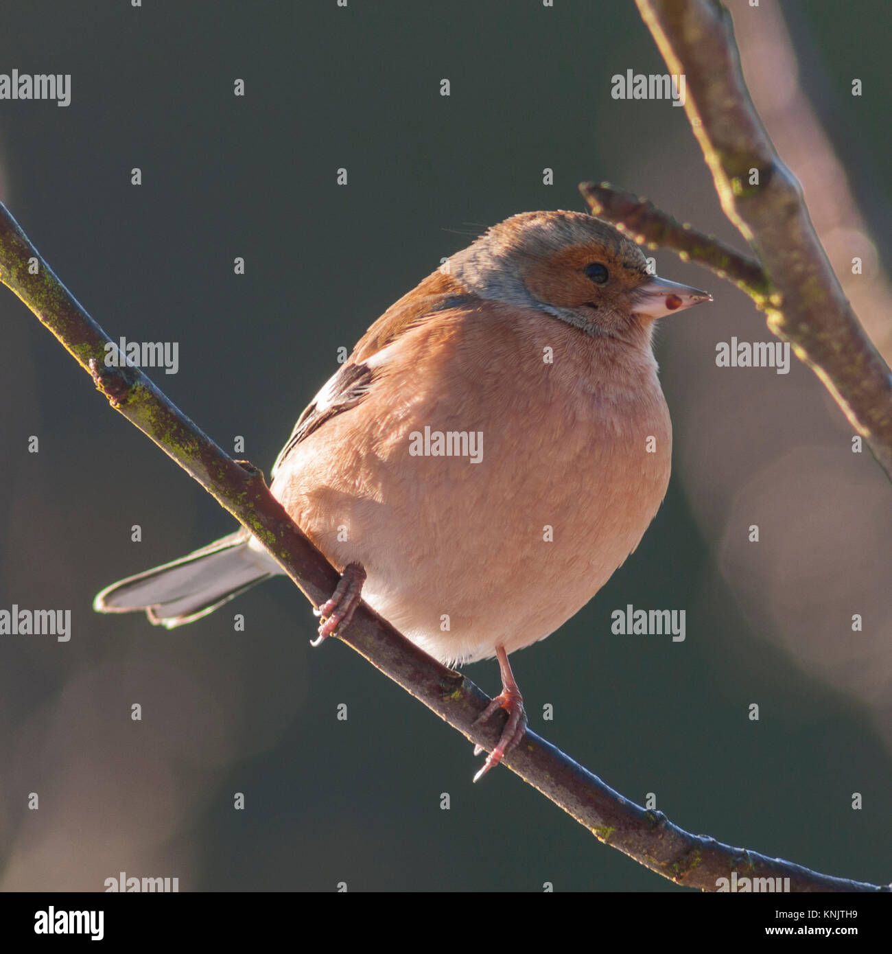 Norfolk, England, UK. 12 Dez, 2017. Ein Männchen Buchfink (Fringilla coelebs) Ernährung bei eisigen Bedingungen in einem Norfolk Garten. Quelle: Tim Oram/Alamy leben Nachrichten Stockfoto